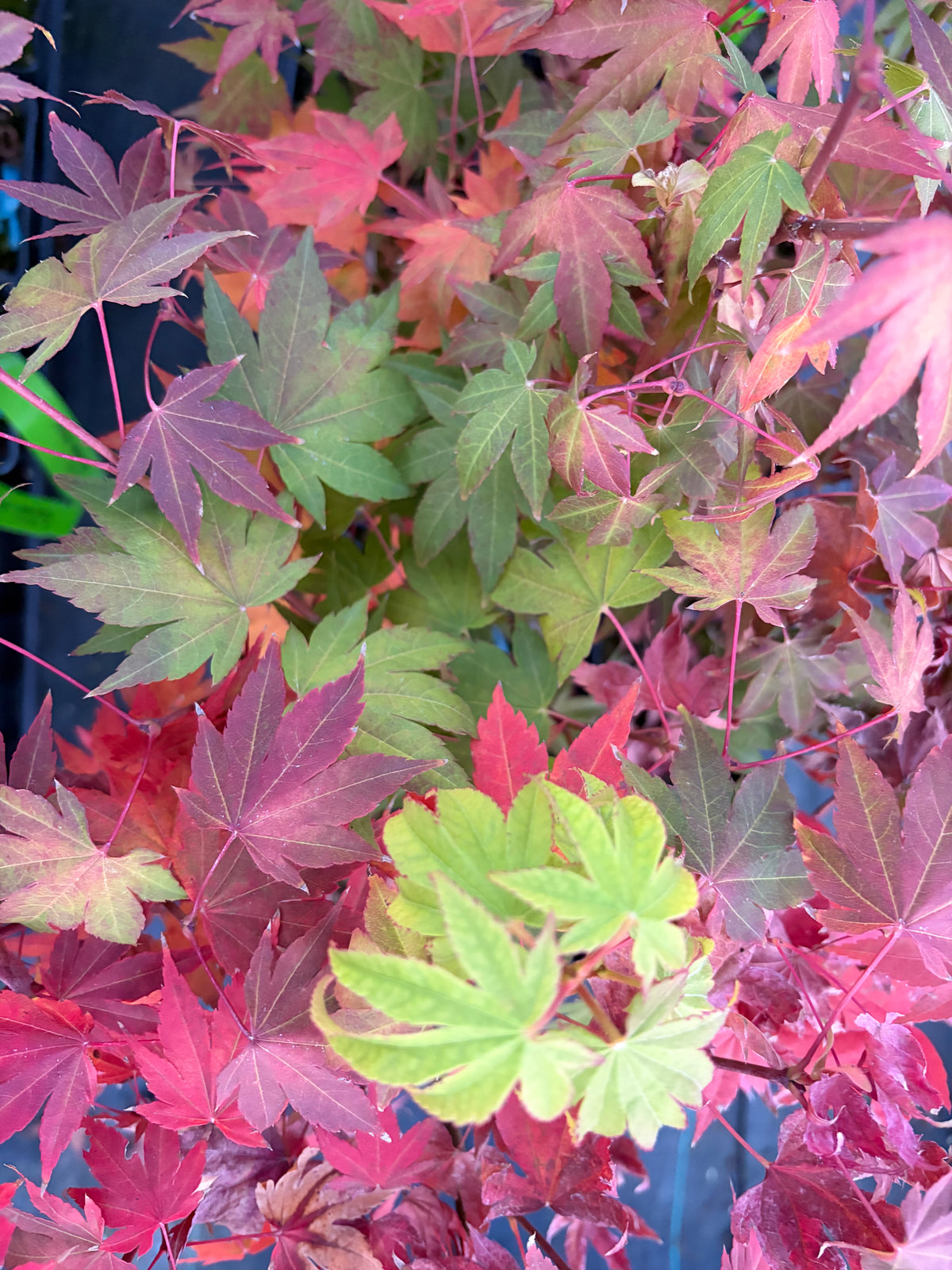 Acer Shirasawanum ‘Garden Glory’
