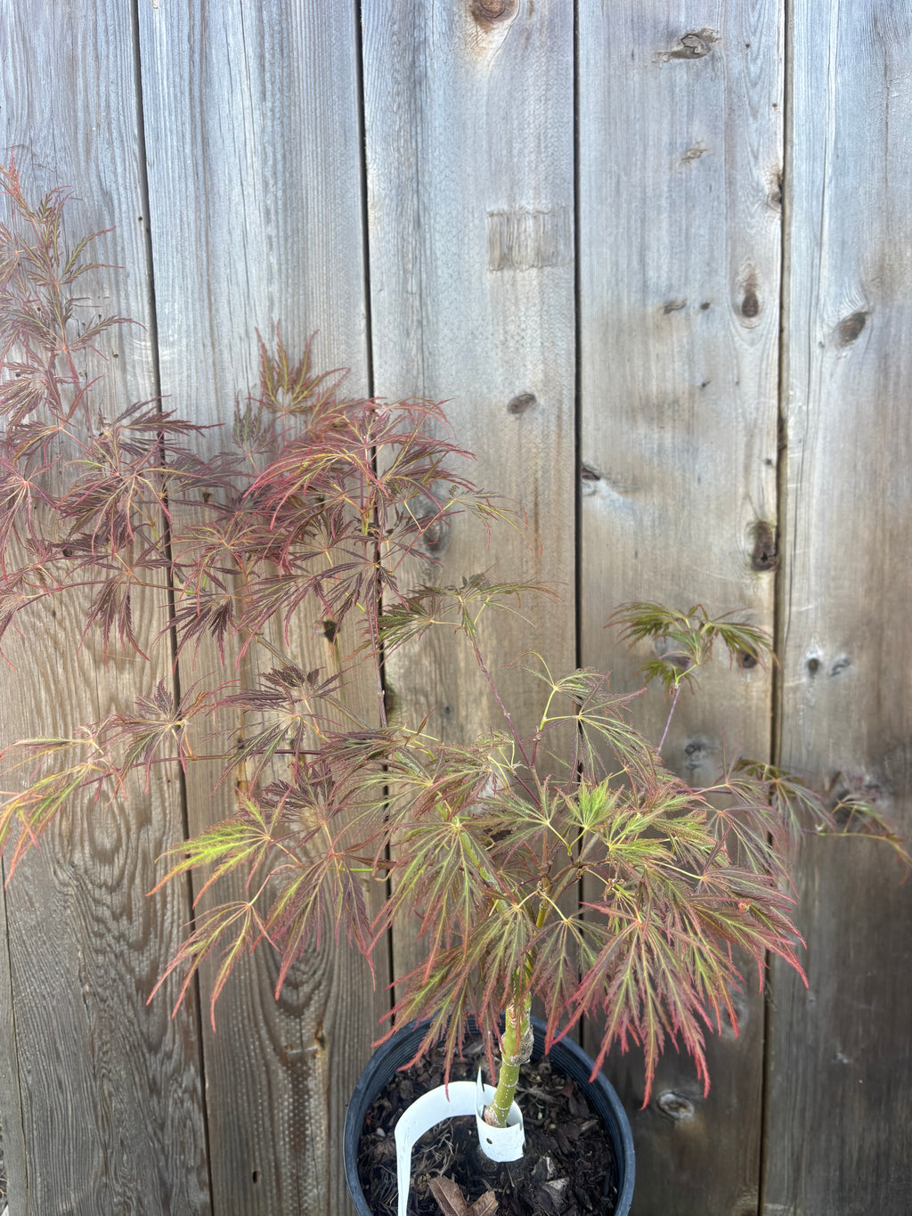 Acer Palmatum ‘Dr.Brown’