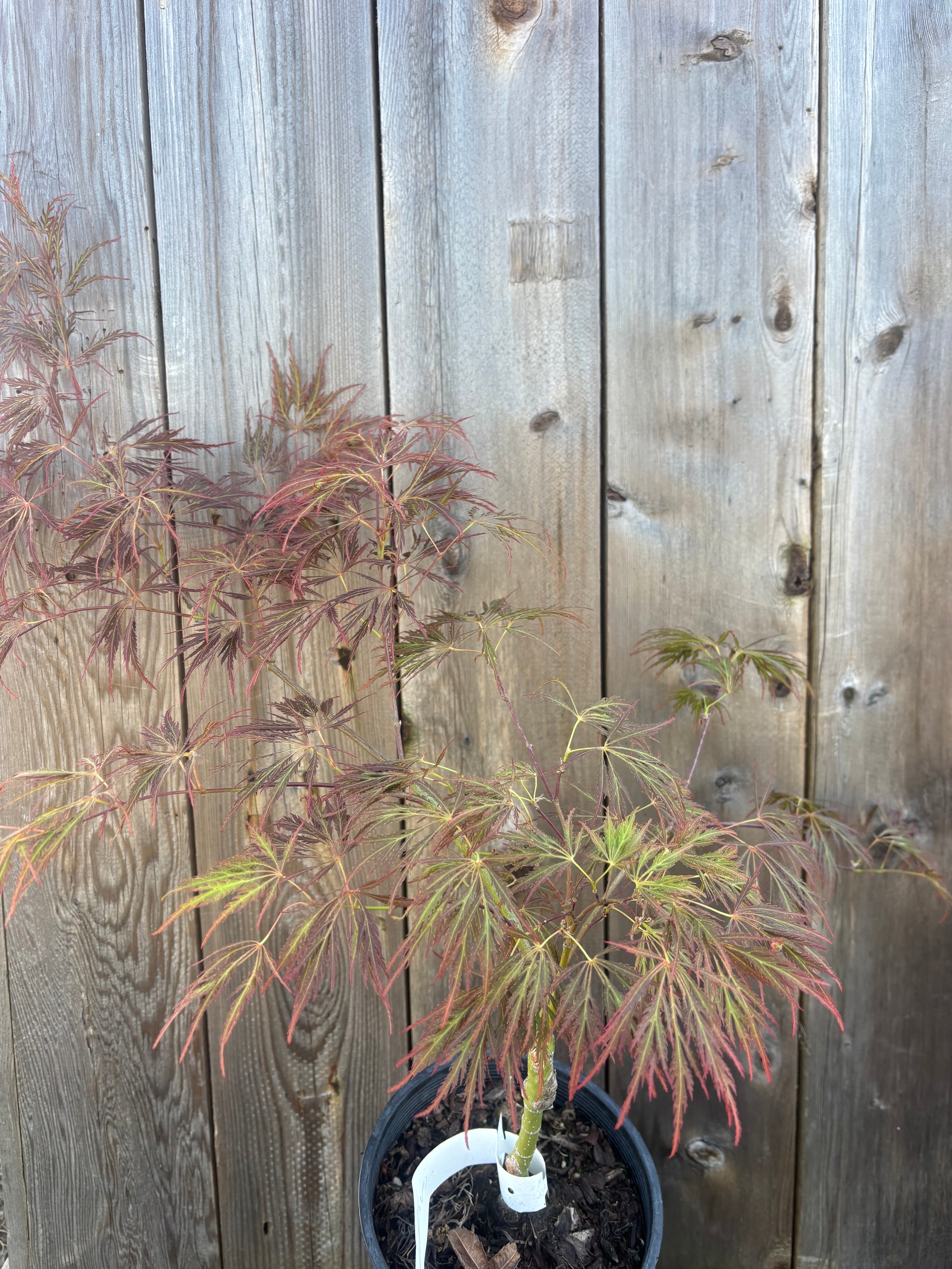 Acer Palmatum ‘Dr.Brown’