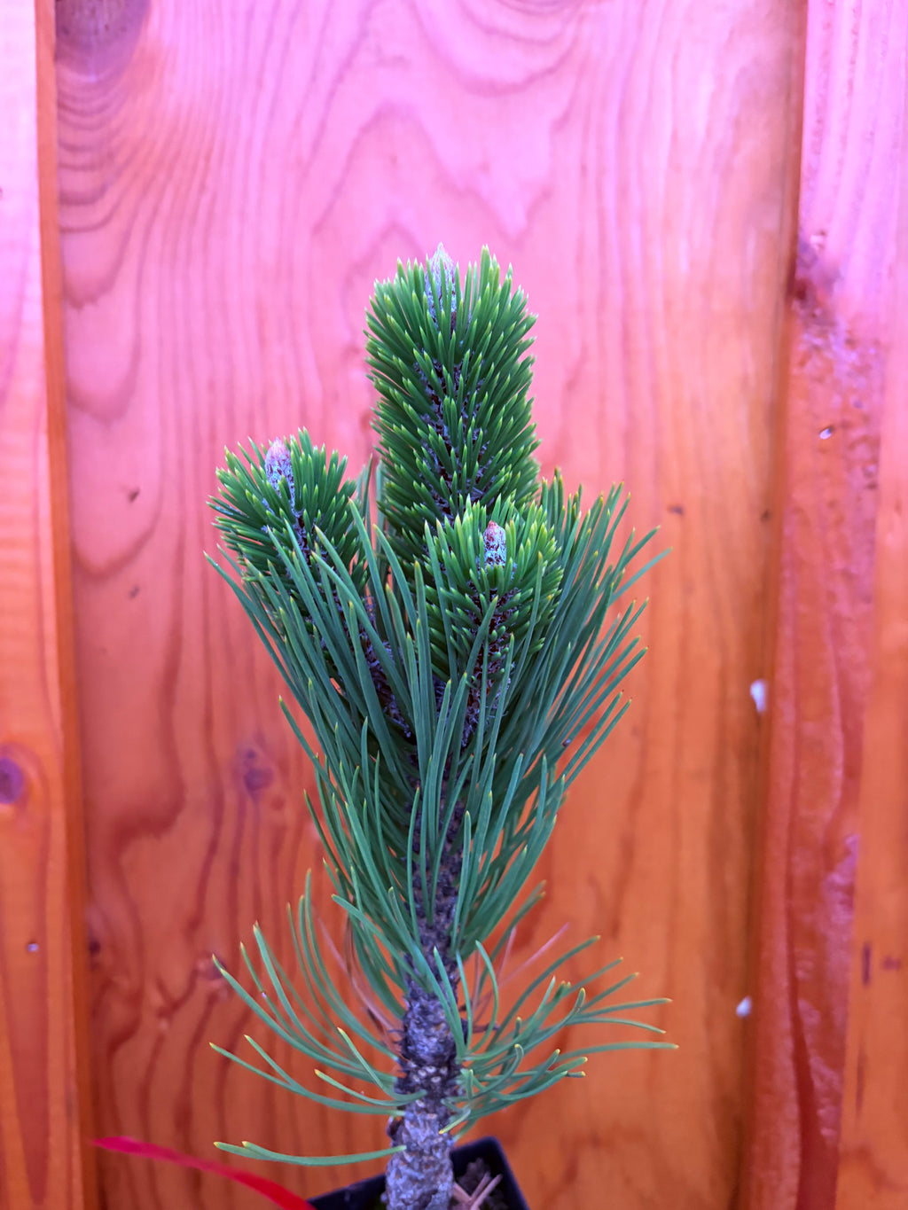 Pinus Nigra ‘Oregon Green’