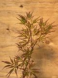 Acer Palmatum ‘Pink Filigree’