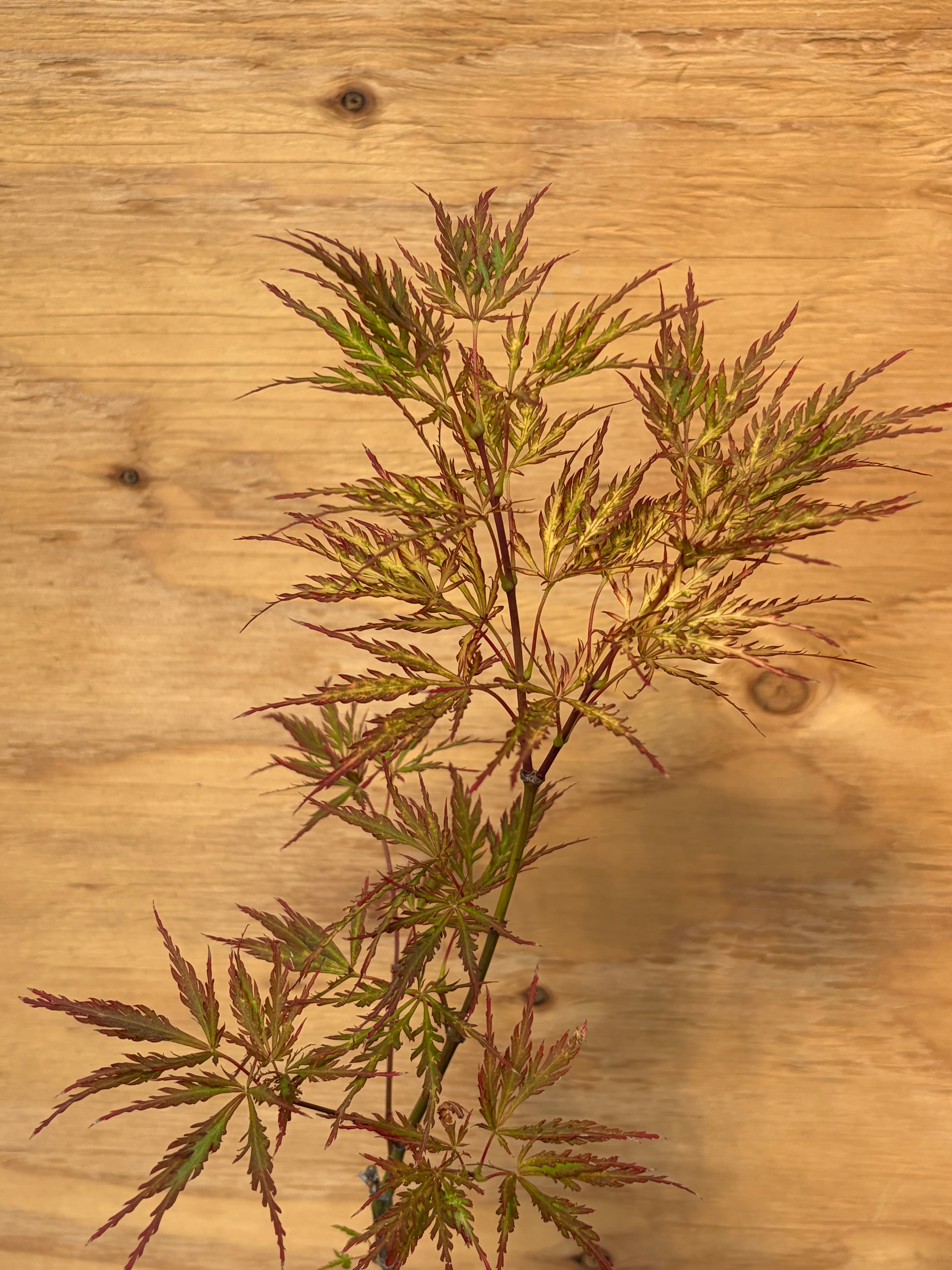 Acer Palmatum ‘Pink Filigree’