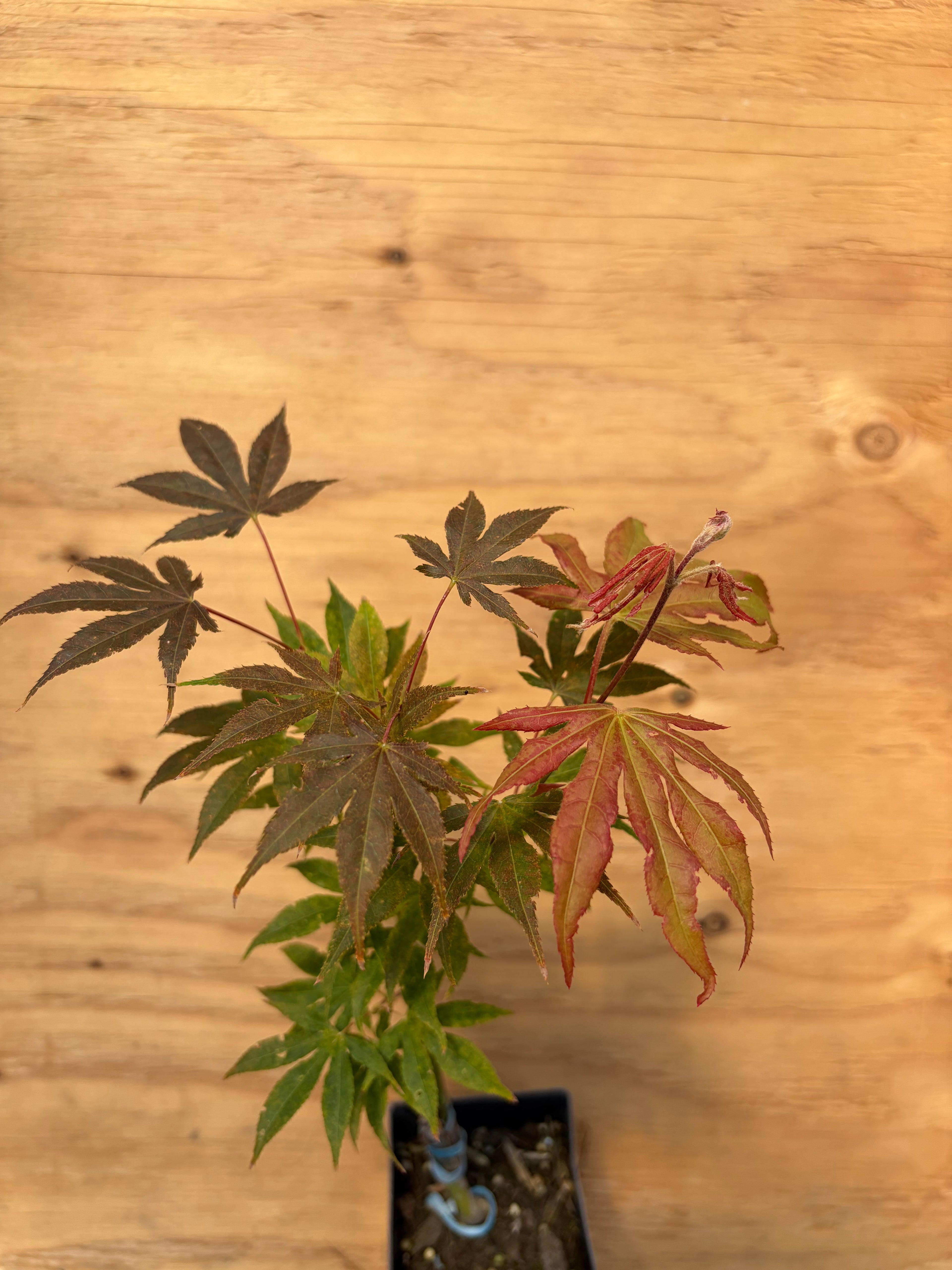 Acer Palmatum ‘Sawa Chidori’