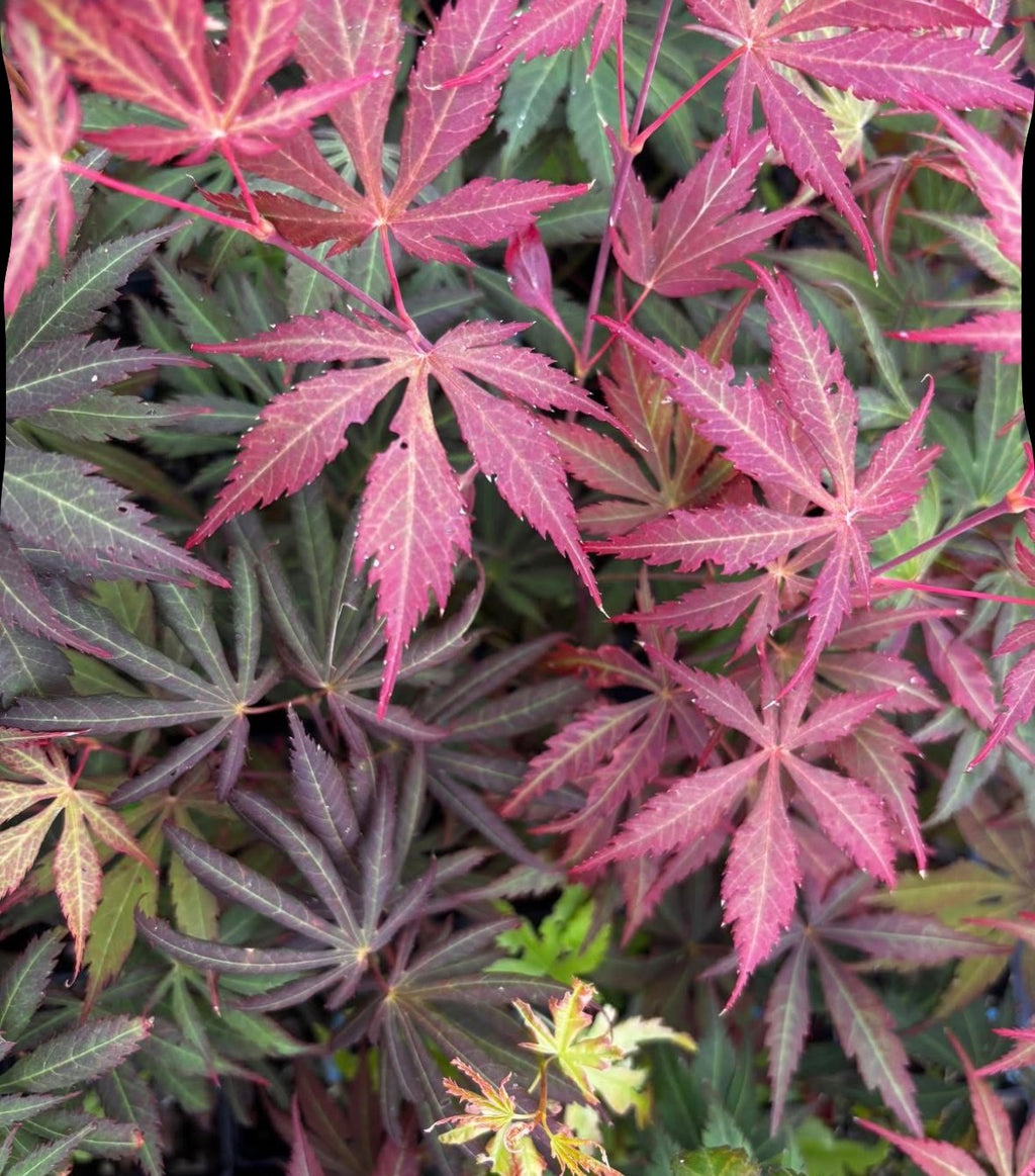 Acer Shirasawanum 'Royalty'