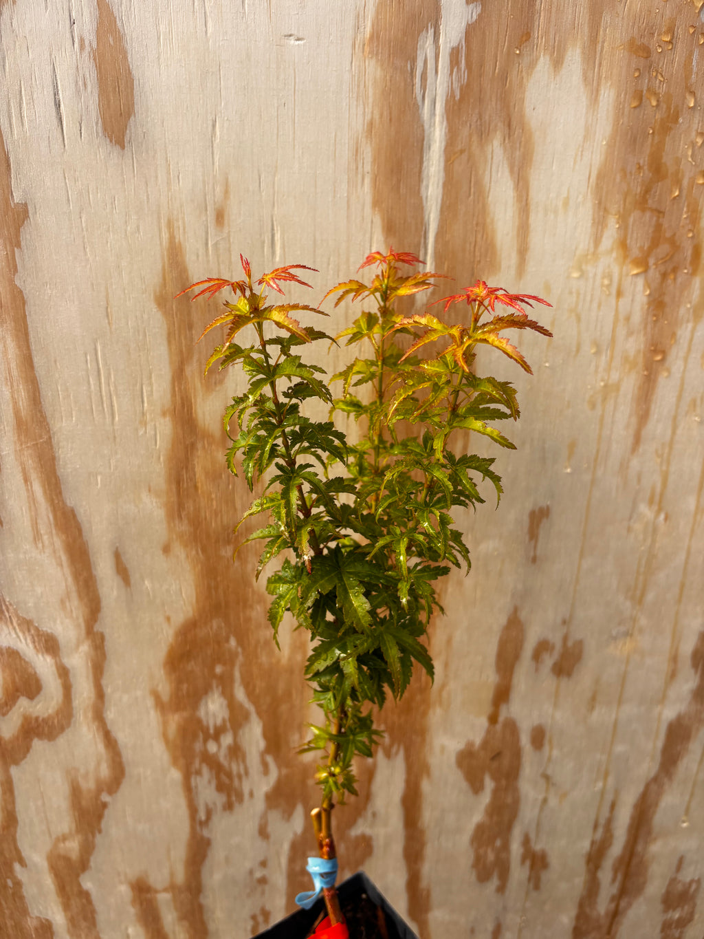 Acer Palmatum ‘Goshiki Kotohime’