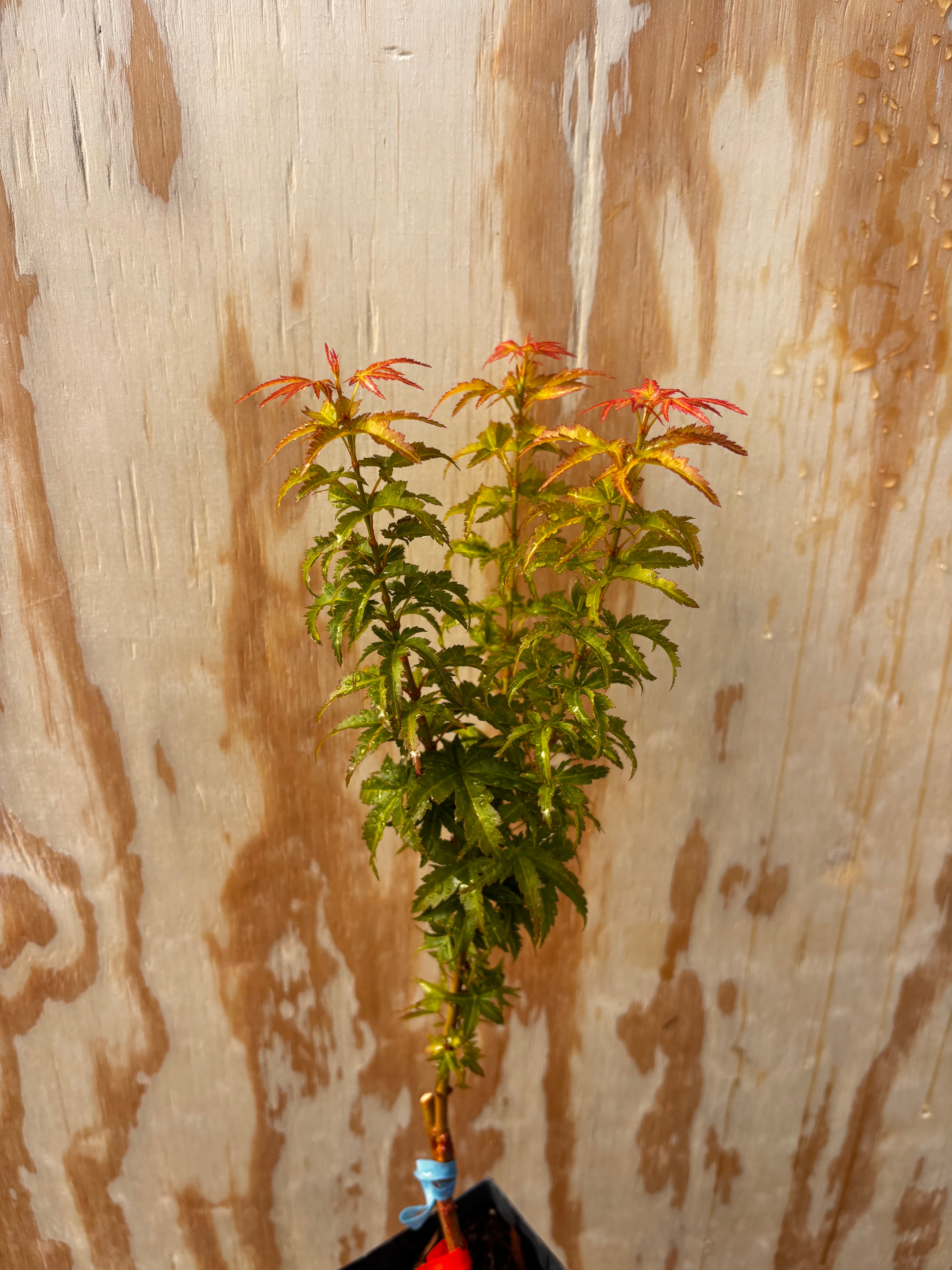 Acer Palmatum ‘Goshiki Kotohime’