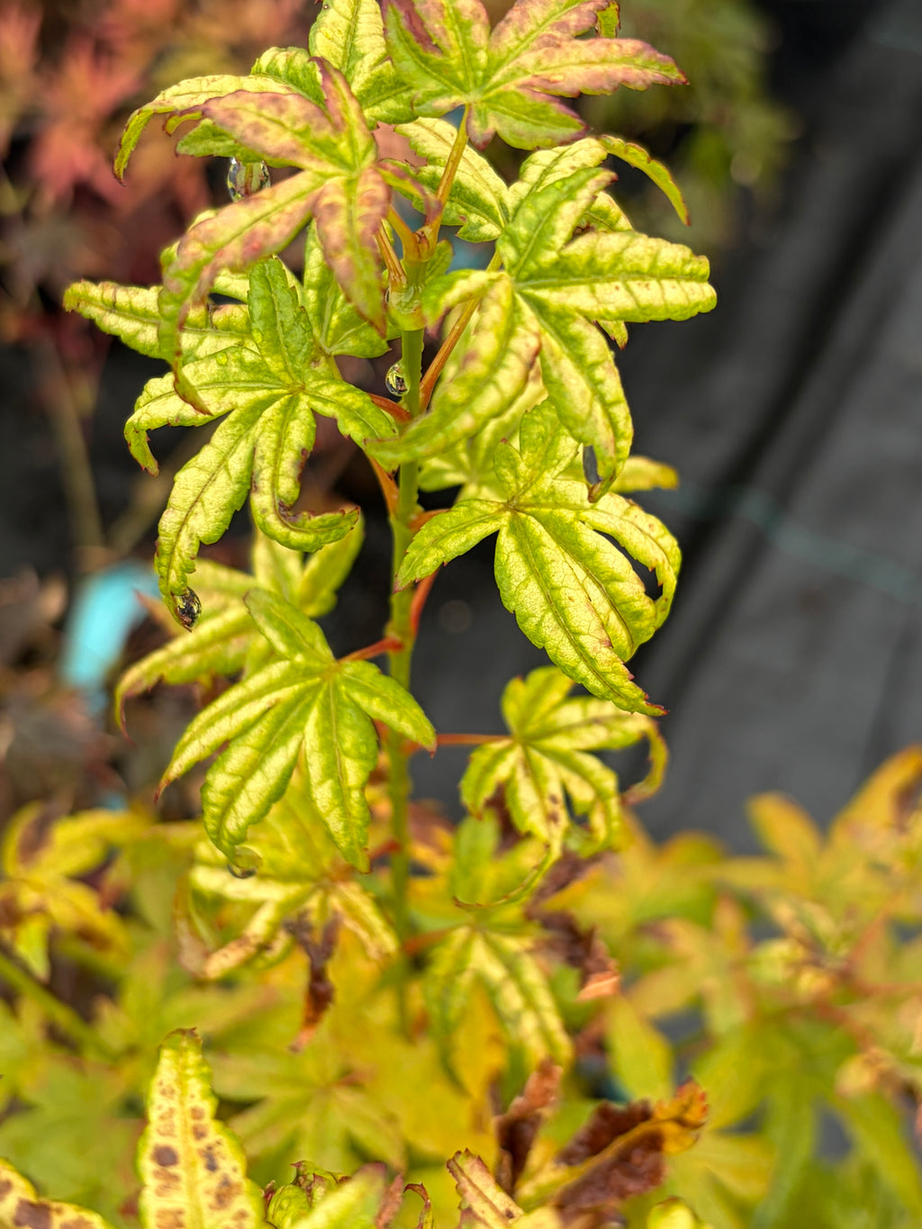 Acer Palmatum ‘Gabriela Mendoza’ RARE
