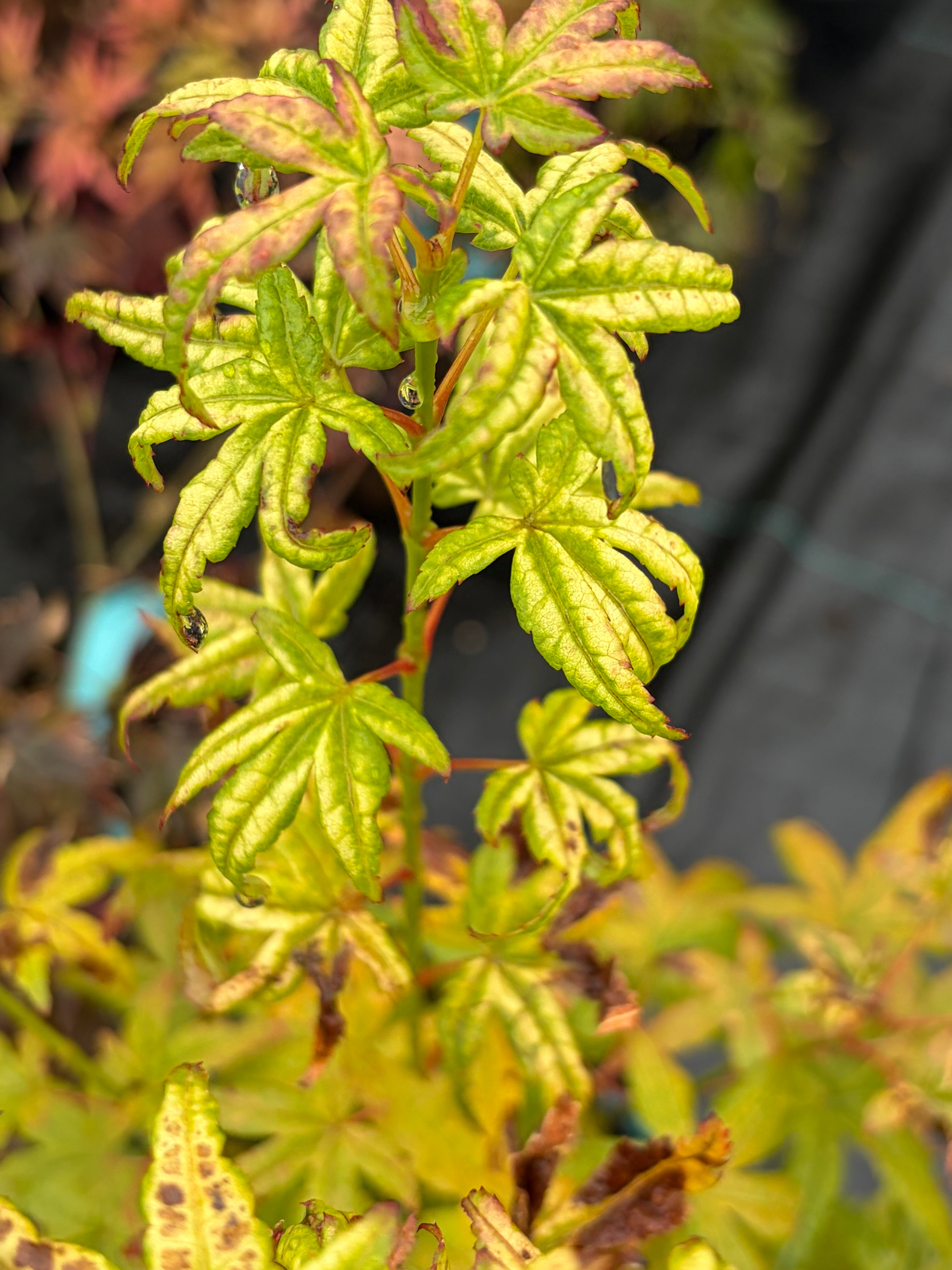 Acer Palmatum ‘Gabriela Mendoza’ RARE