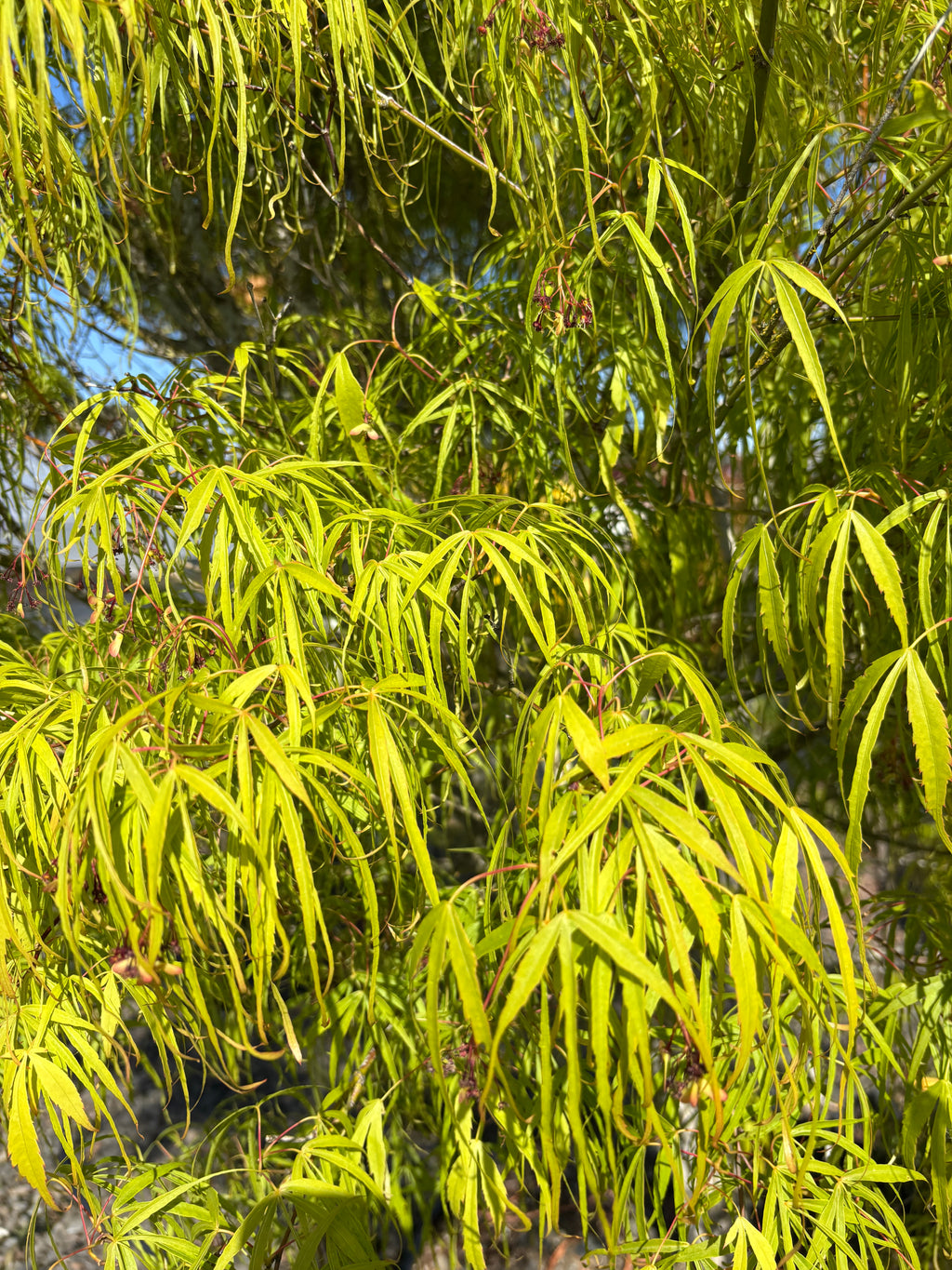 Acer Palmatum 'Koto-No-Ito'