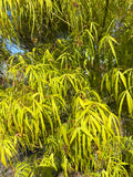 Acer Palmatum 'Koto-No-Ito'