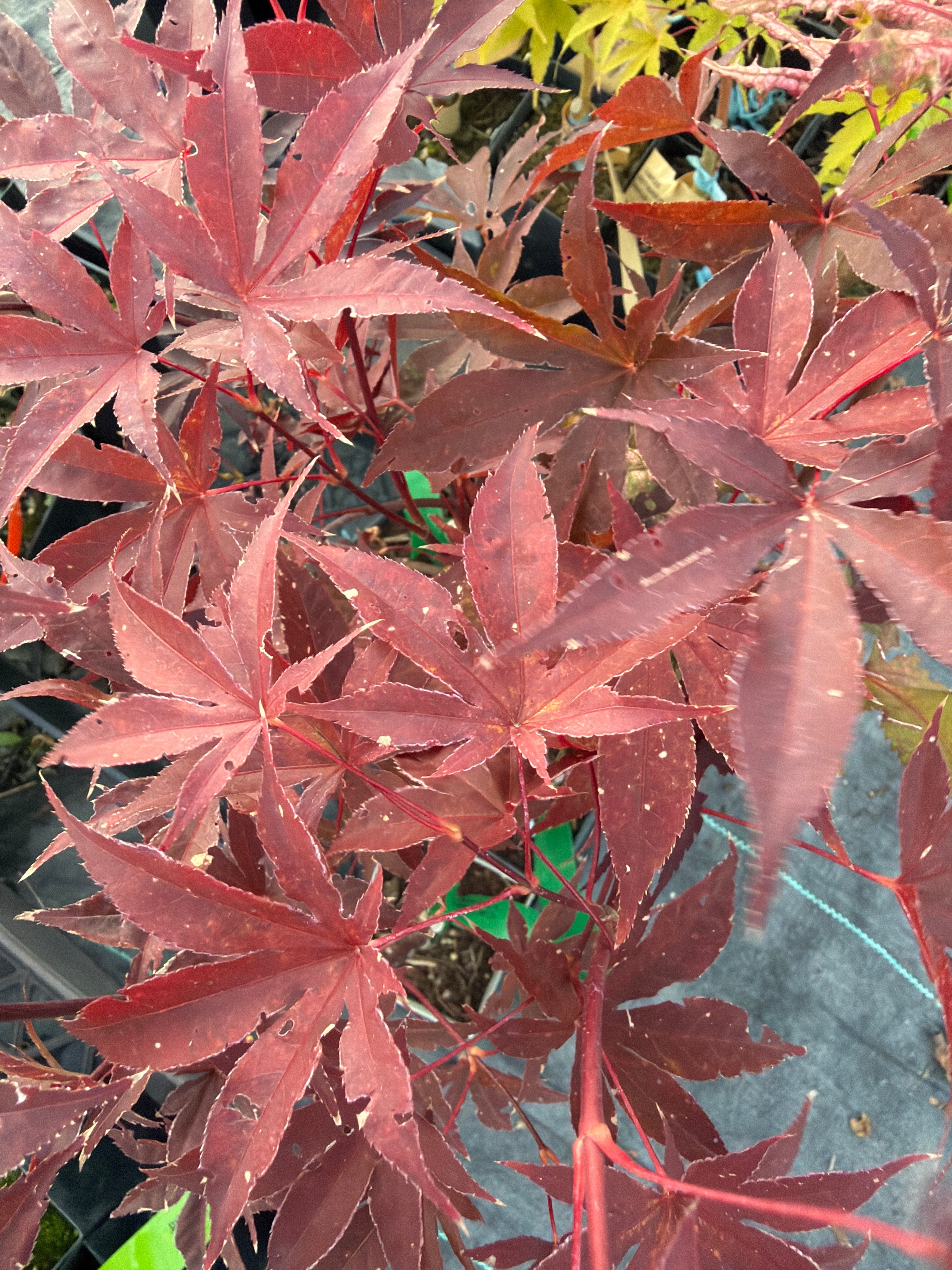 Acer Palmatum  ‘Emperor 1 ‘