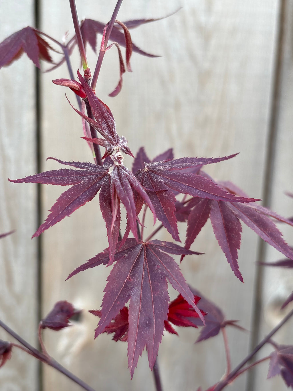 Acer Palmatum ‘Ruth’s Red’