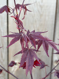Acer Palmatum ‘Ruth’s Red’