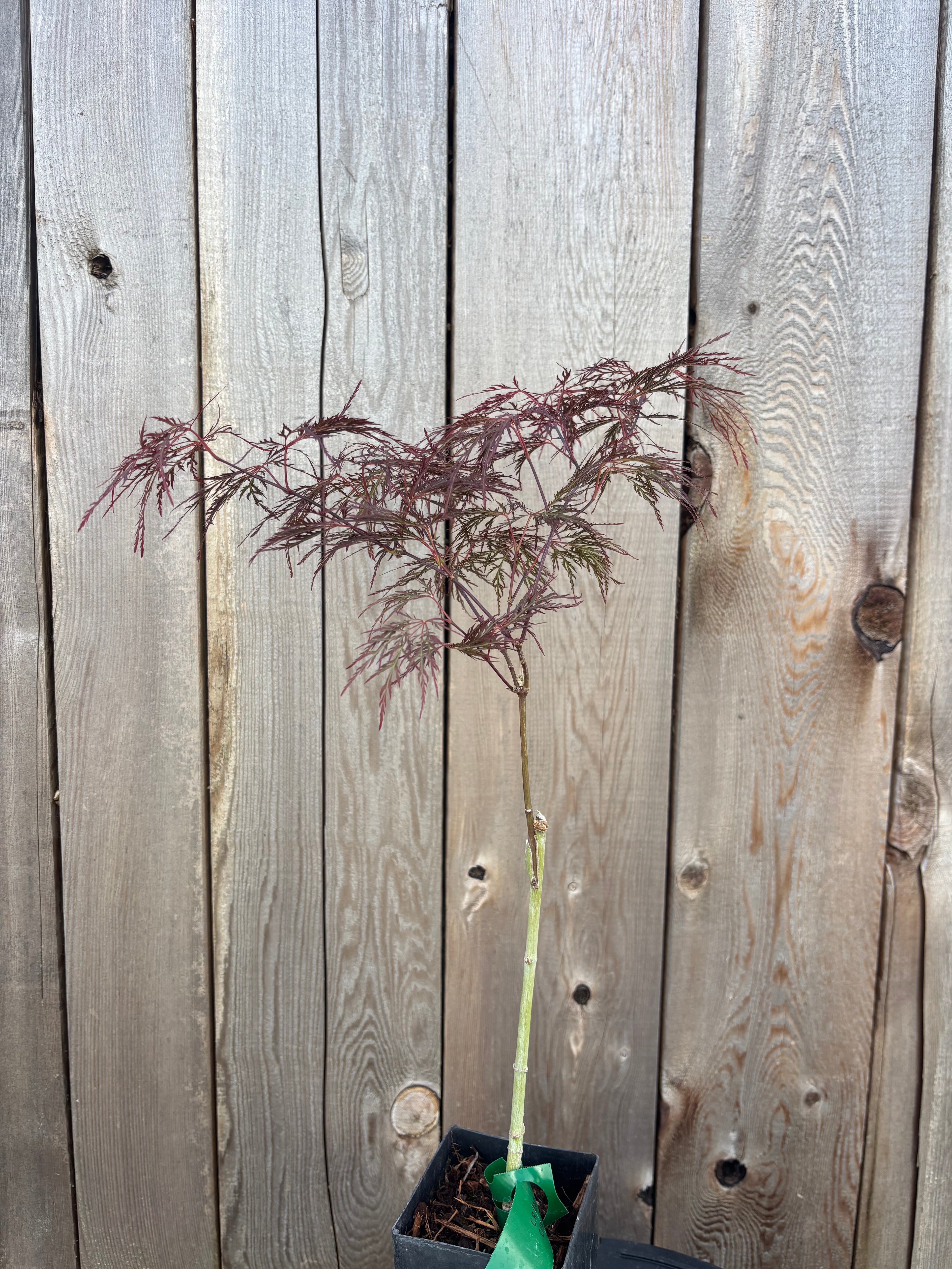 Acer Palmatum Dissectum ‘Red Filigree Lace’