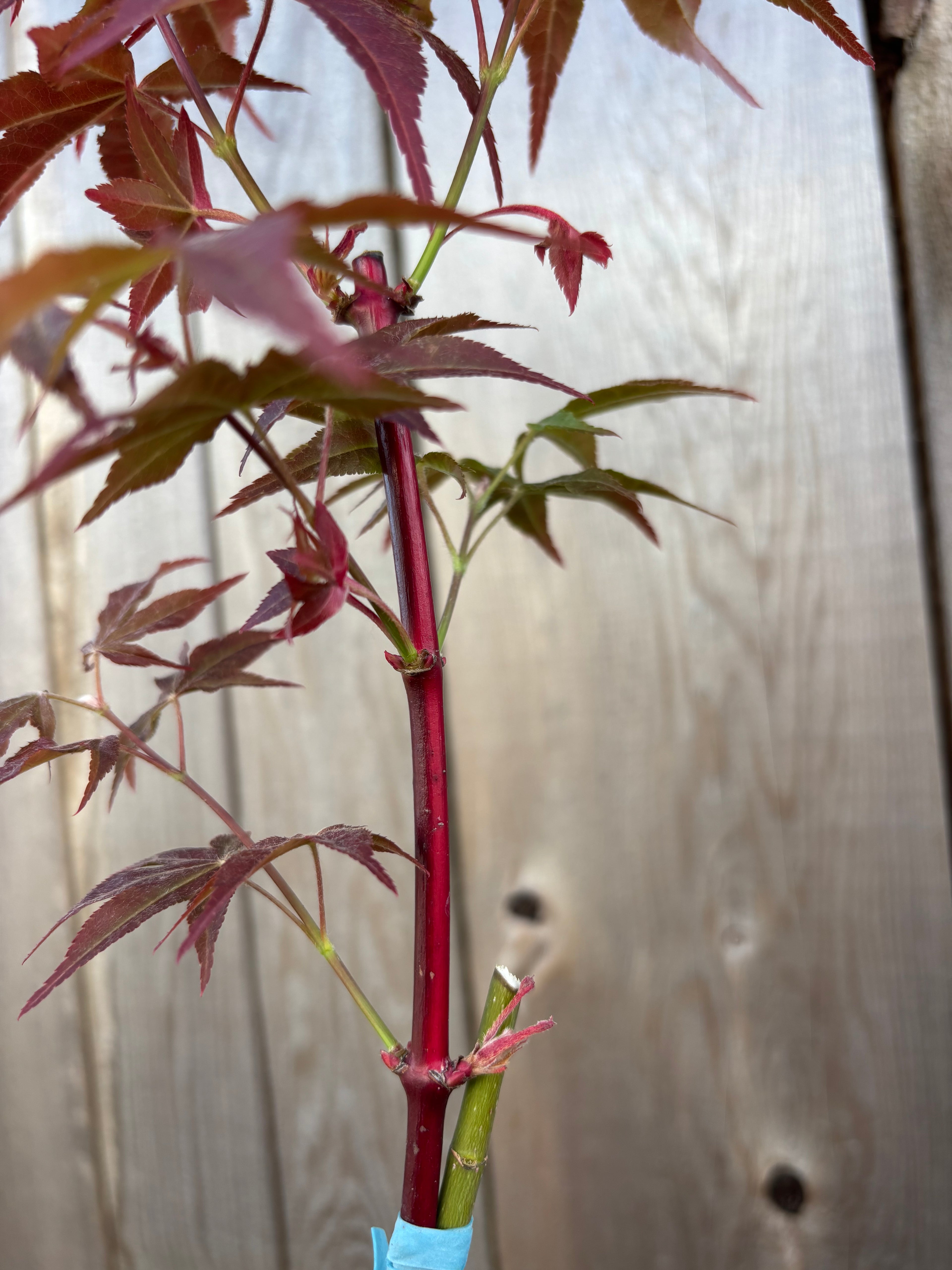 Acer Palmatum ‘Gable’s Glory’