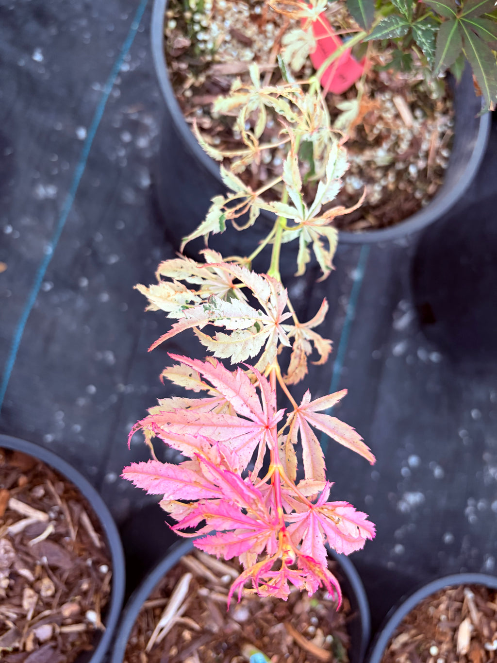 Acer Palmatum ‘Red Jaguar’