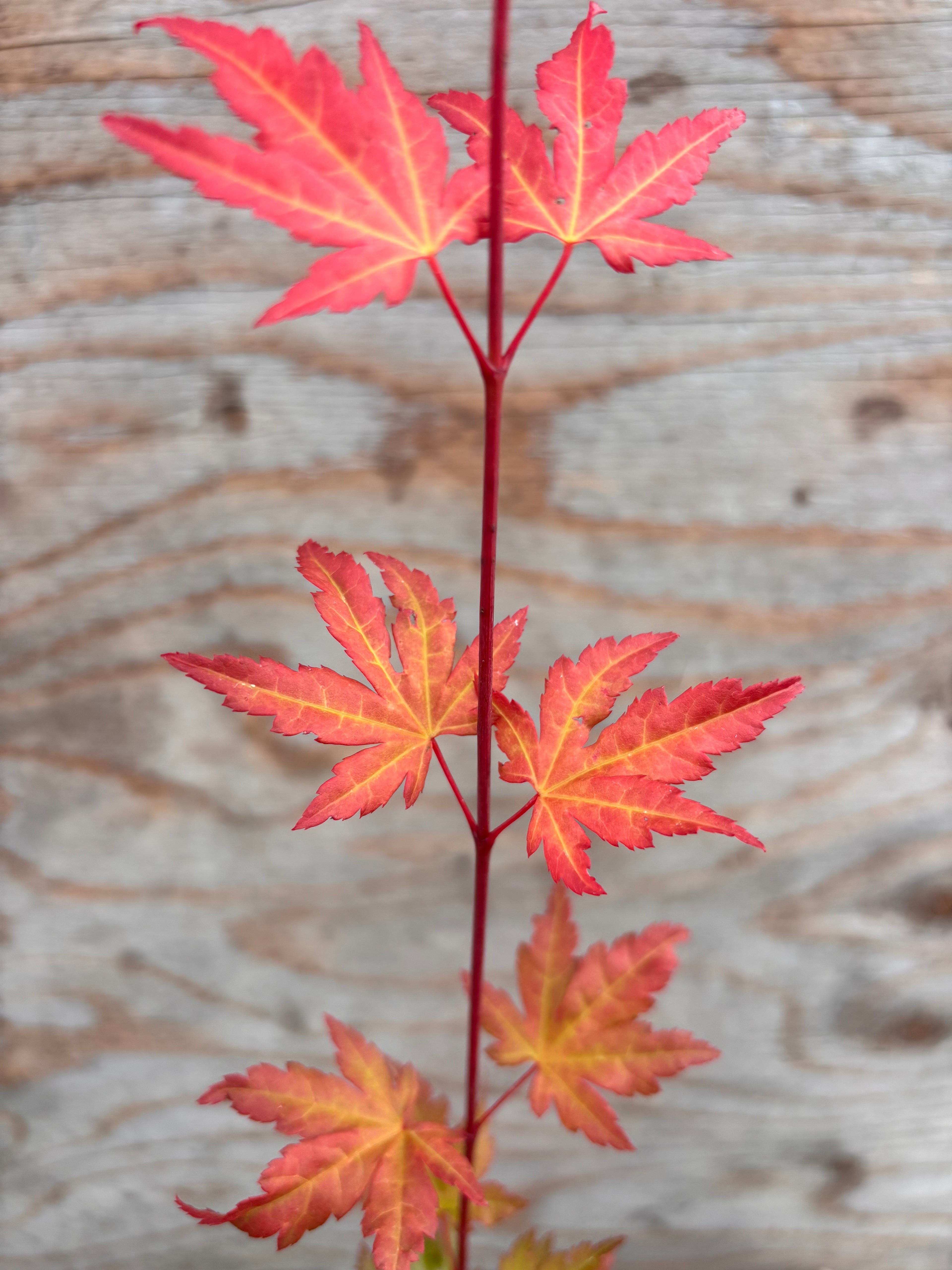 Acer Palmatum ‘Mila’