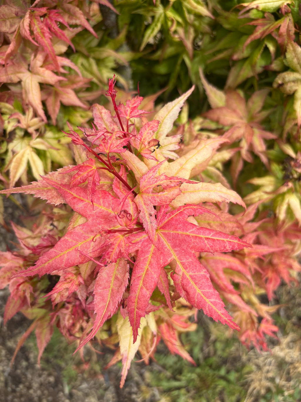 Acer Palmatum ‘Japanese Princess’