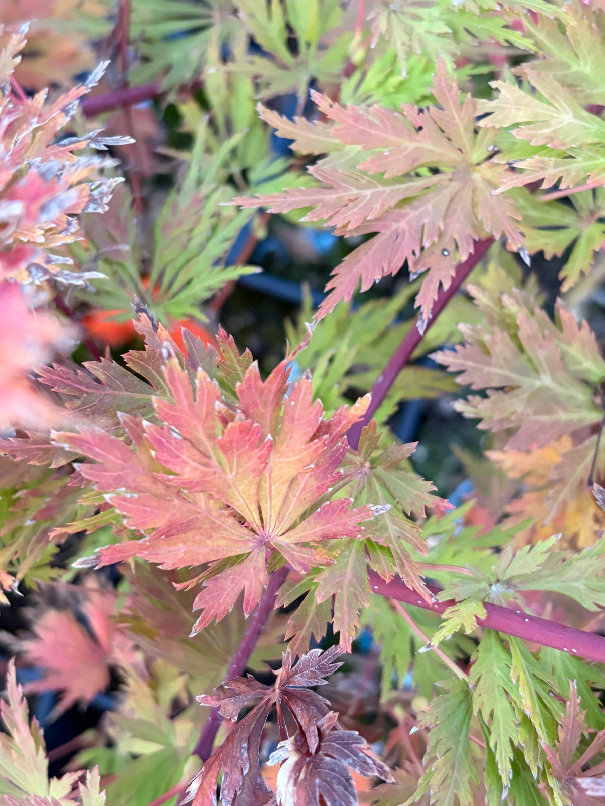 Acer Shirasawanum ‘Green Snowflake’