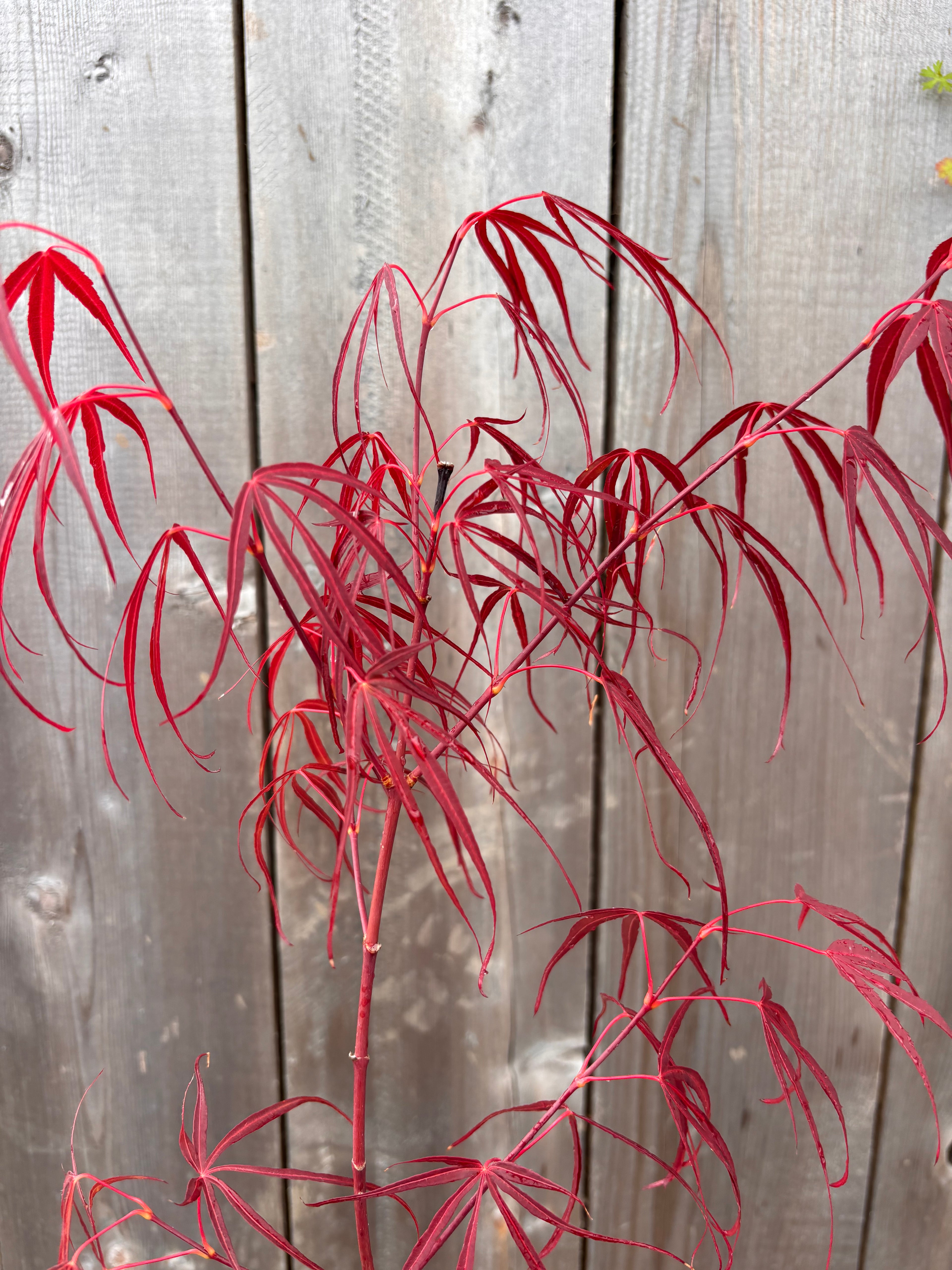 Acer Palmatum ‘Red Cloud’