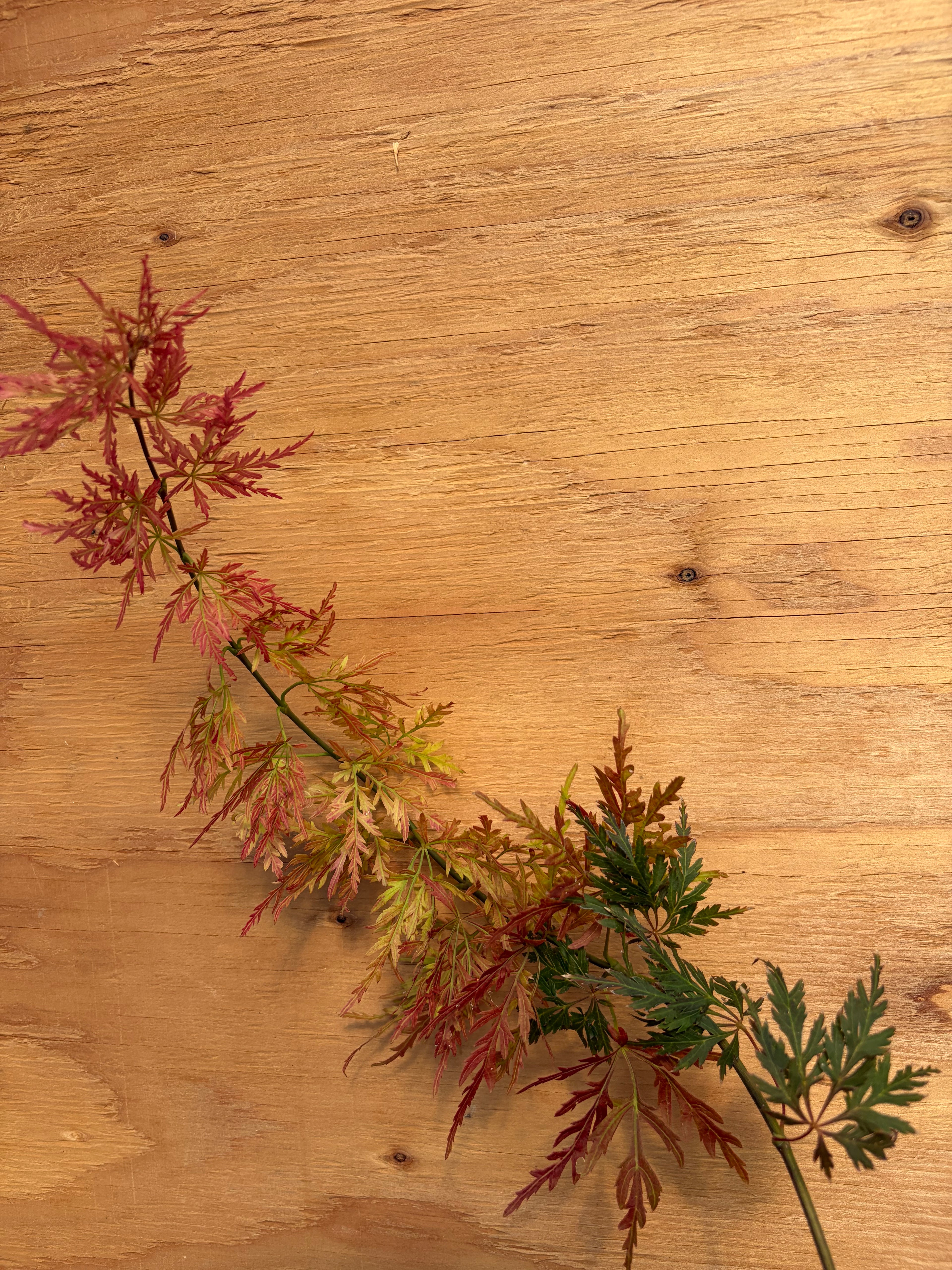 Acer Palmatum ‘Orangeola’