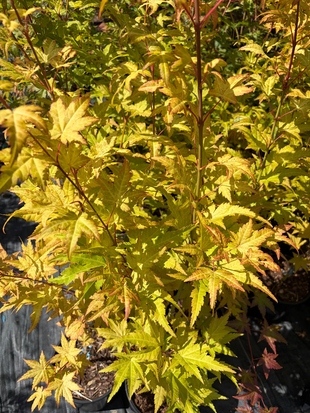 Acer Shirasawanum ‘Sunny’