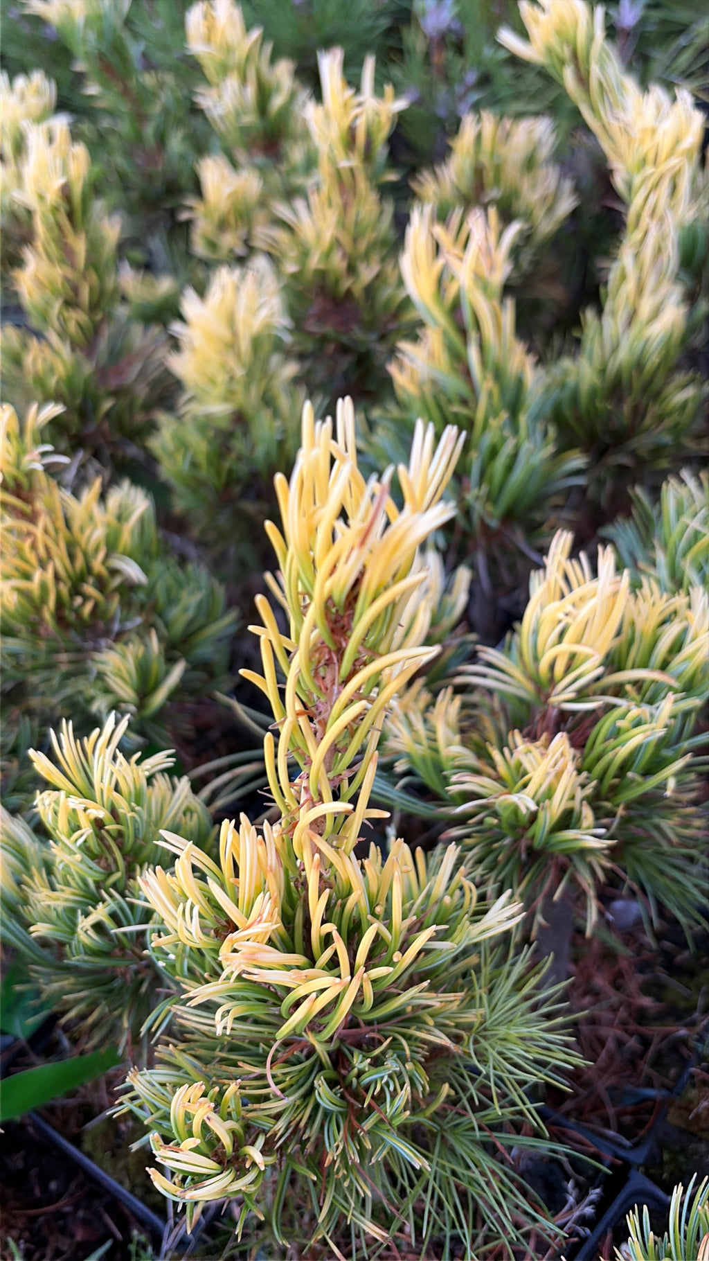 Pinus parviflora 'Goldilocks'