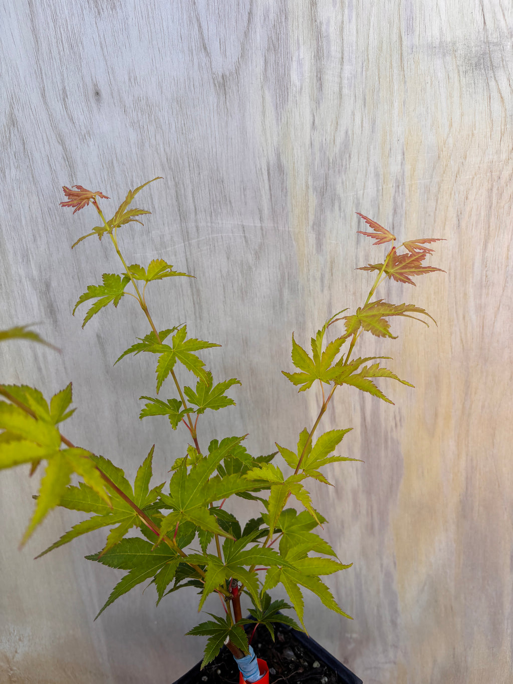 Acer Palmatum ‘Cupid’