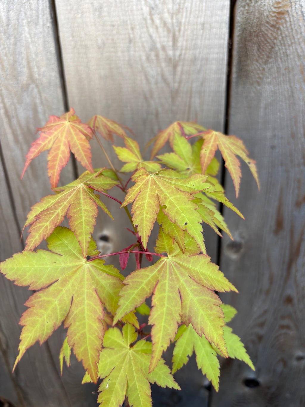 Acer Shirasawanum ‘Sunny’