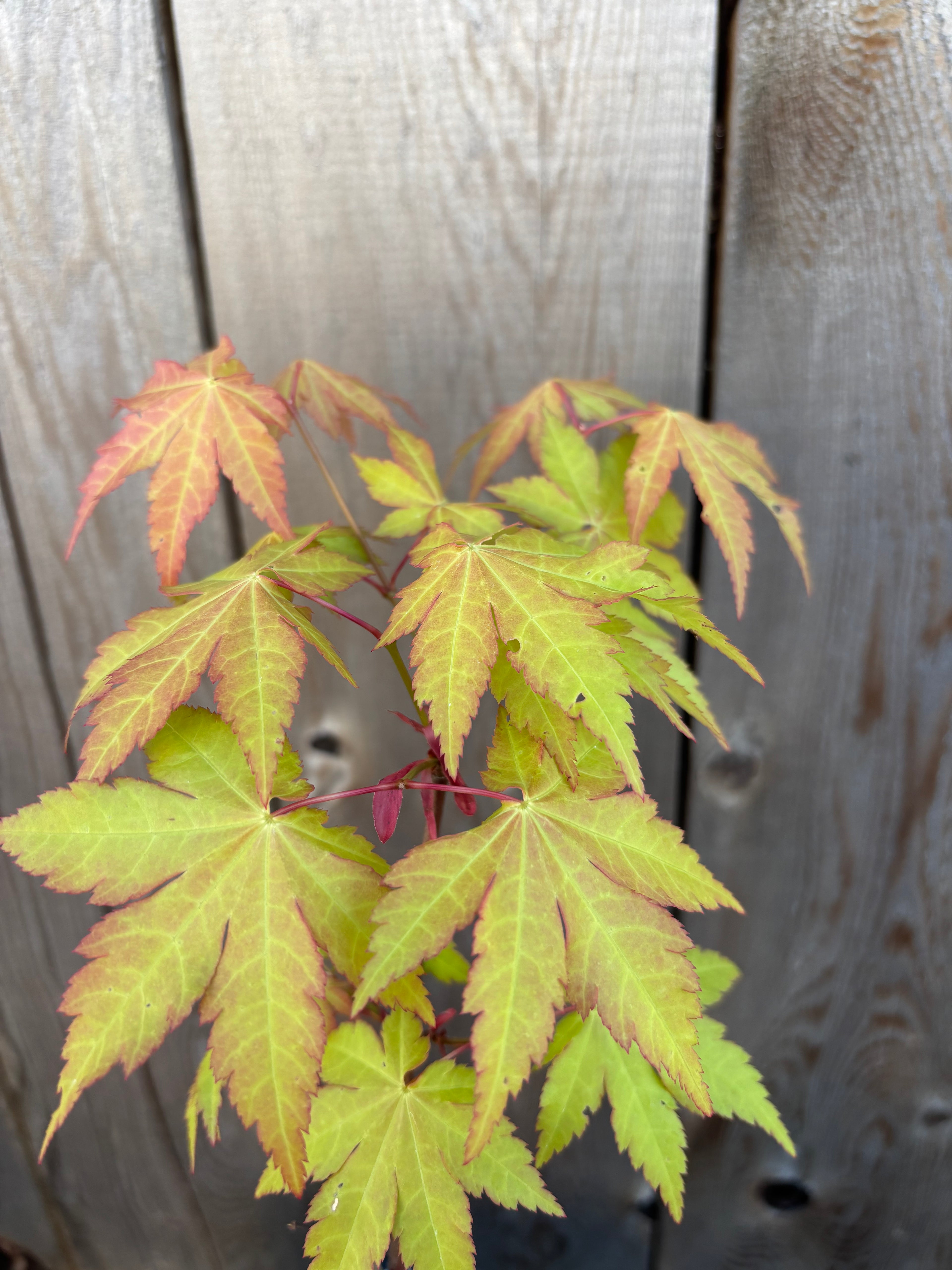 Acer Shirasawanum ‘Sunny’