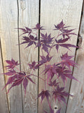 Acer Palmatum ‘Peve Stanley’