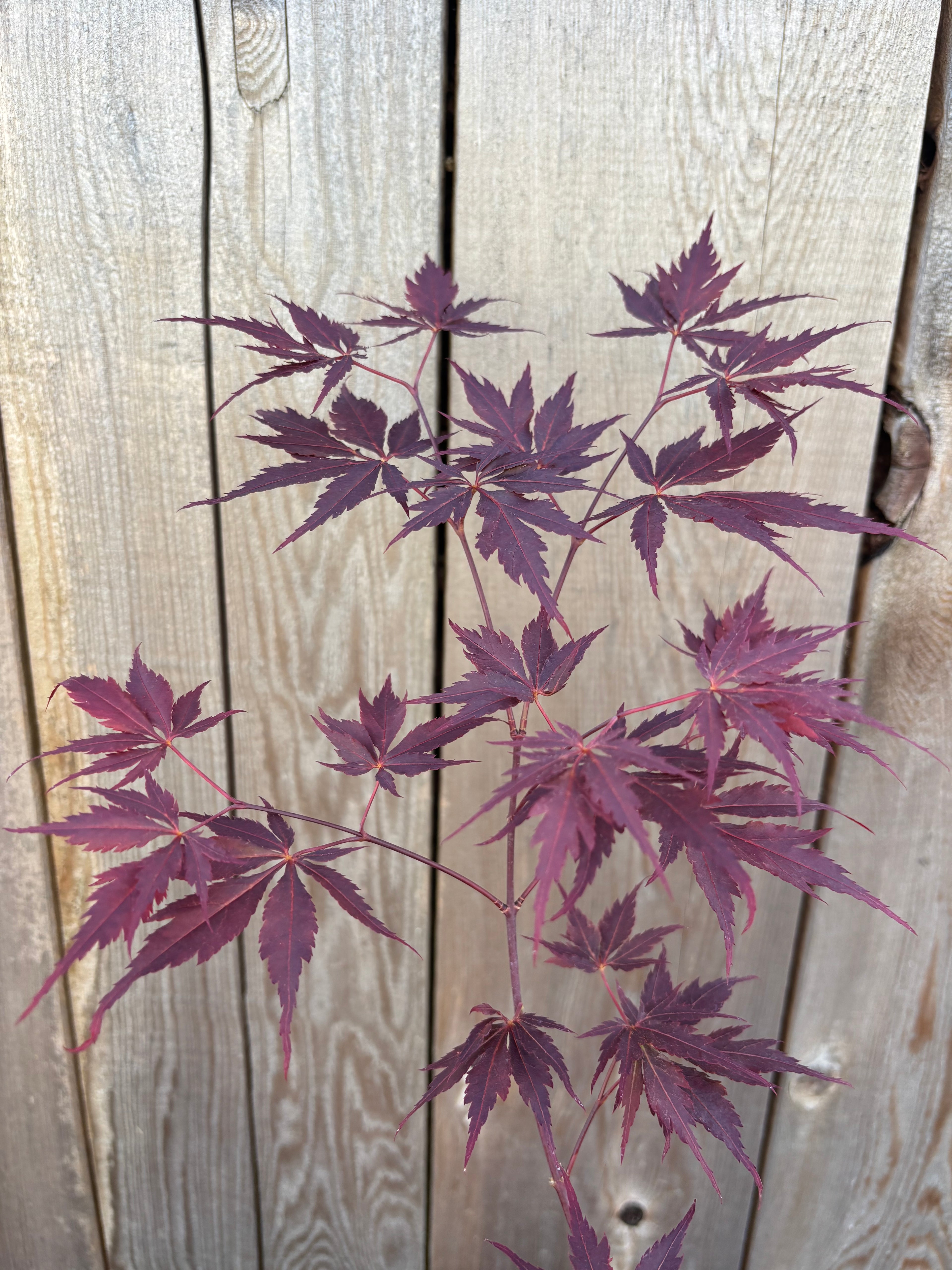 Acer Palmatum ‘Peve Stanley’