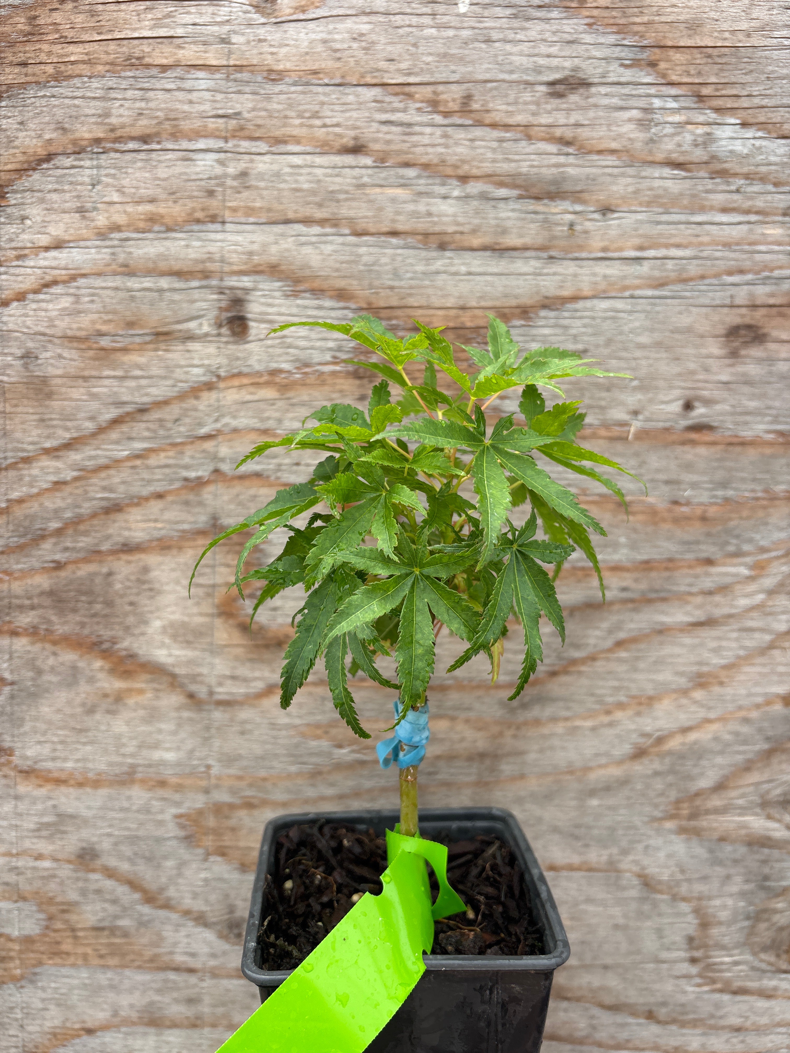 Acer Palmatum ‘Tattoo’