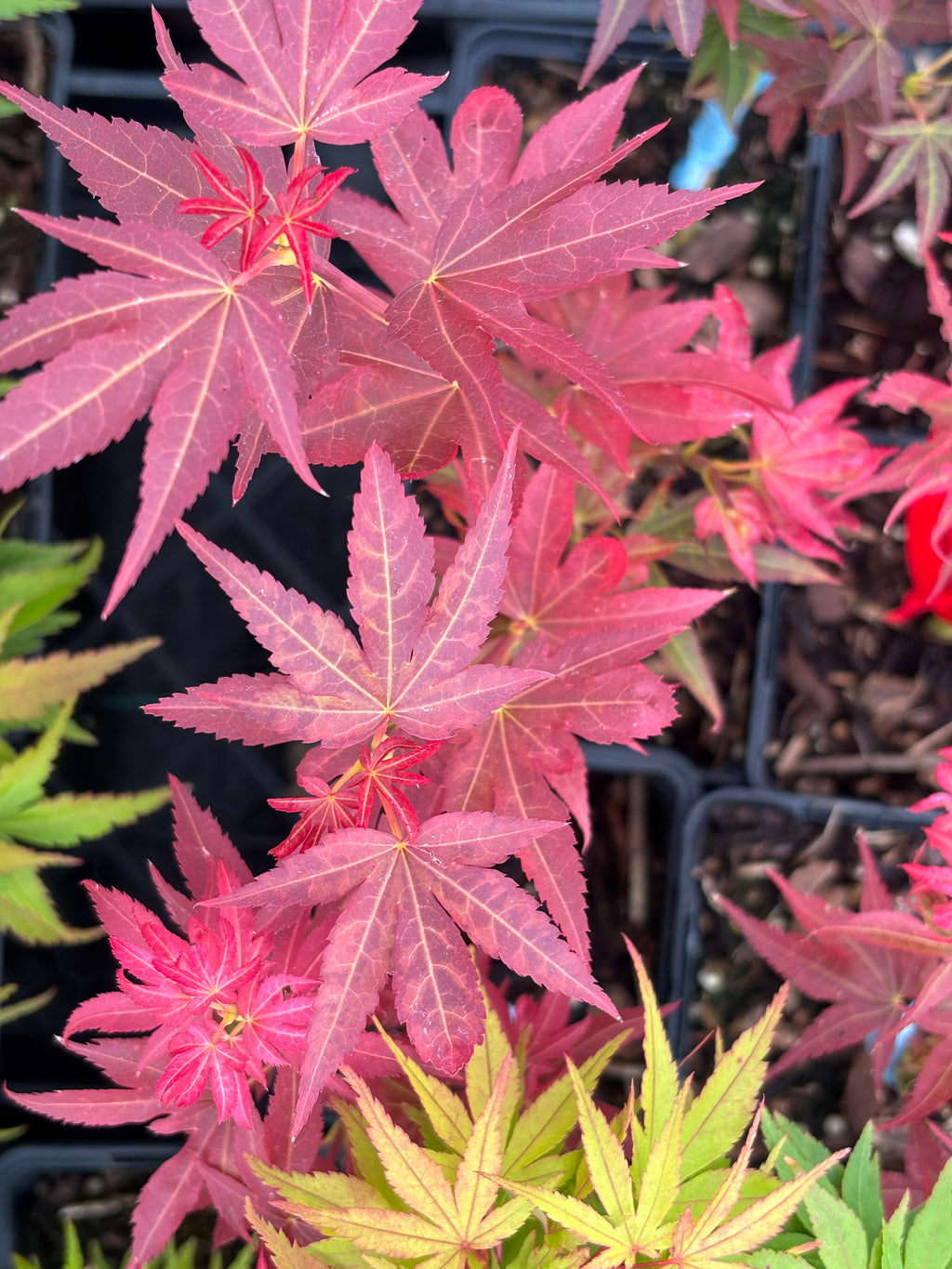 Acer Palmatum ‘Aratama’