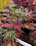 Acer Palmatum ‘Red Jaguar’