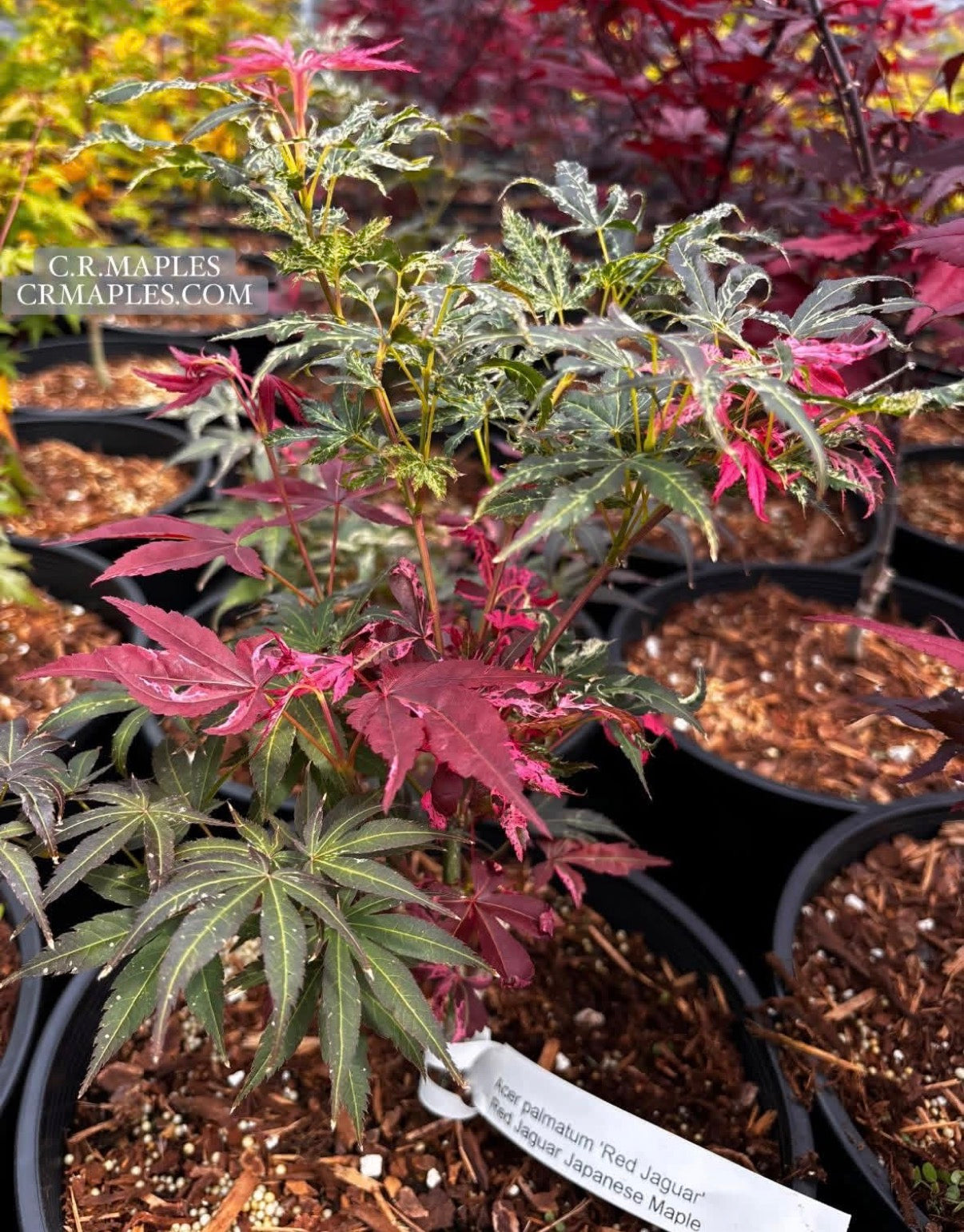 Acer Palmatum ‘Red Jaguar’