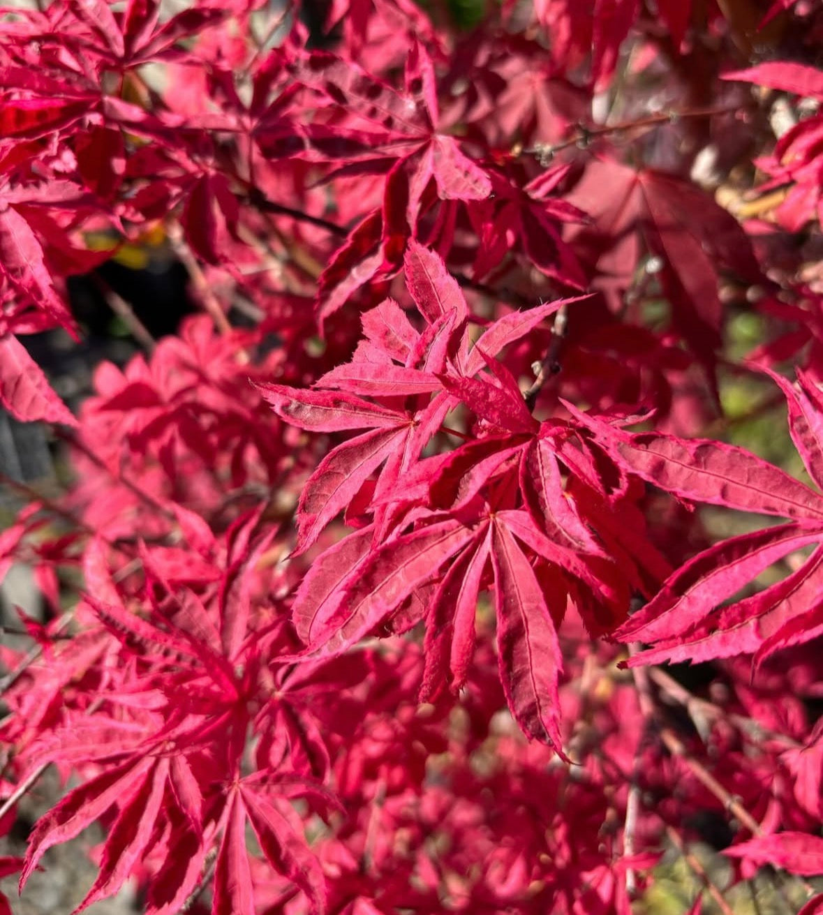 Acer Palmatum ‘Giesha Gone Wild’