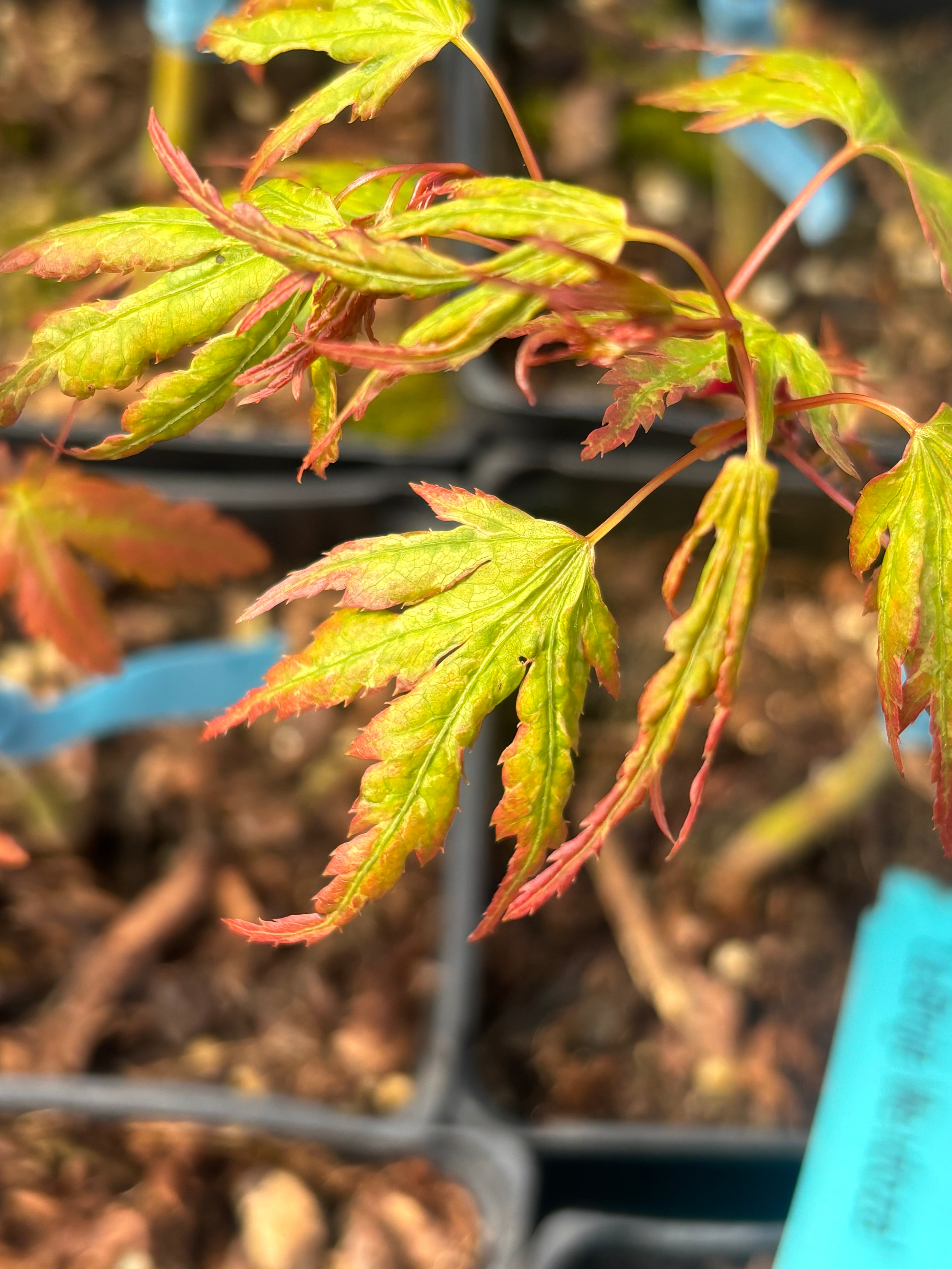 Acer Palmatum ‘La Bruja’