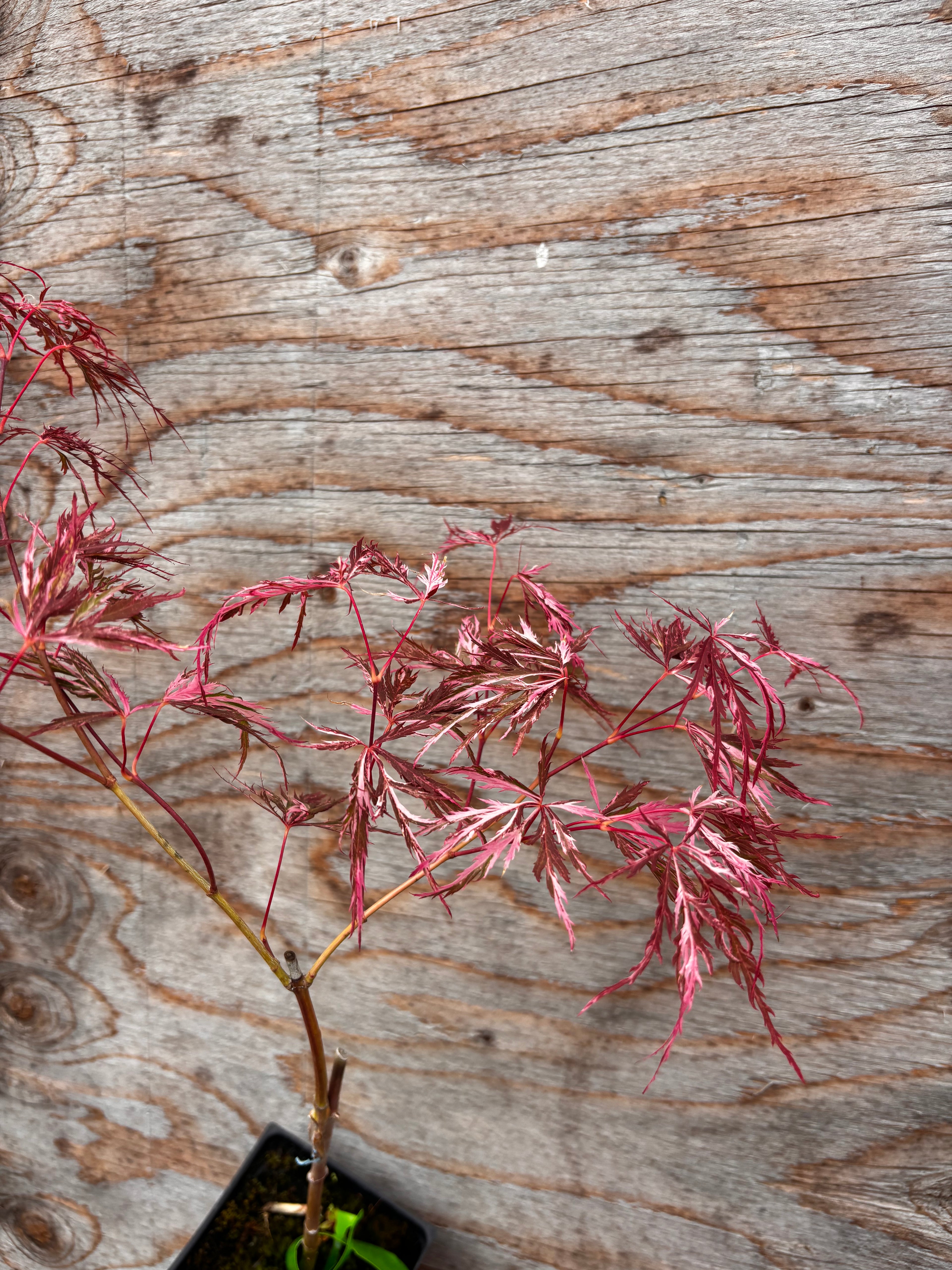 Acer Palmatum ‘Hana Matoi’