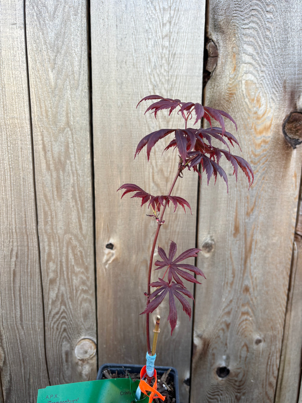 Acer Palmatum X Shirasawanum ‘Trompenburg’