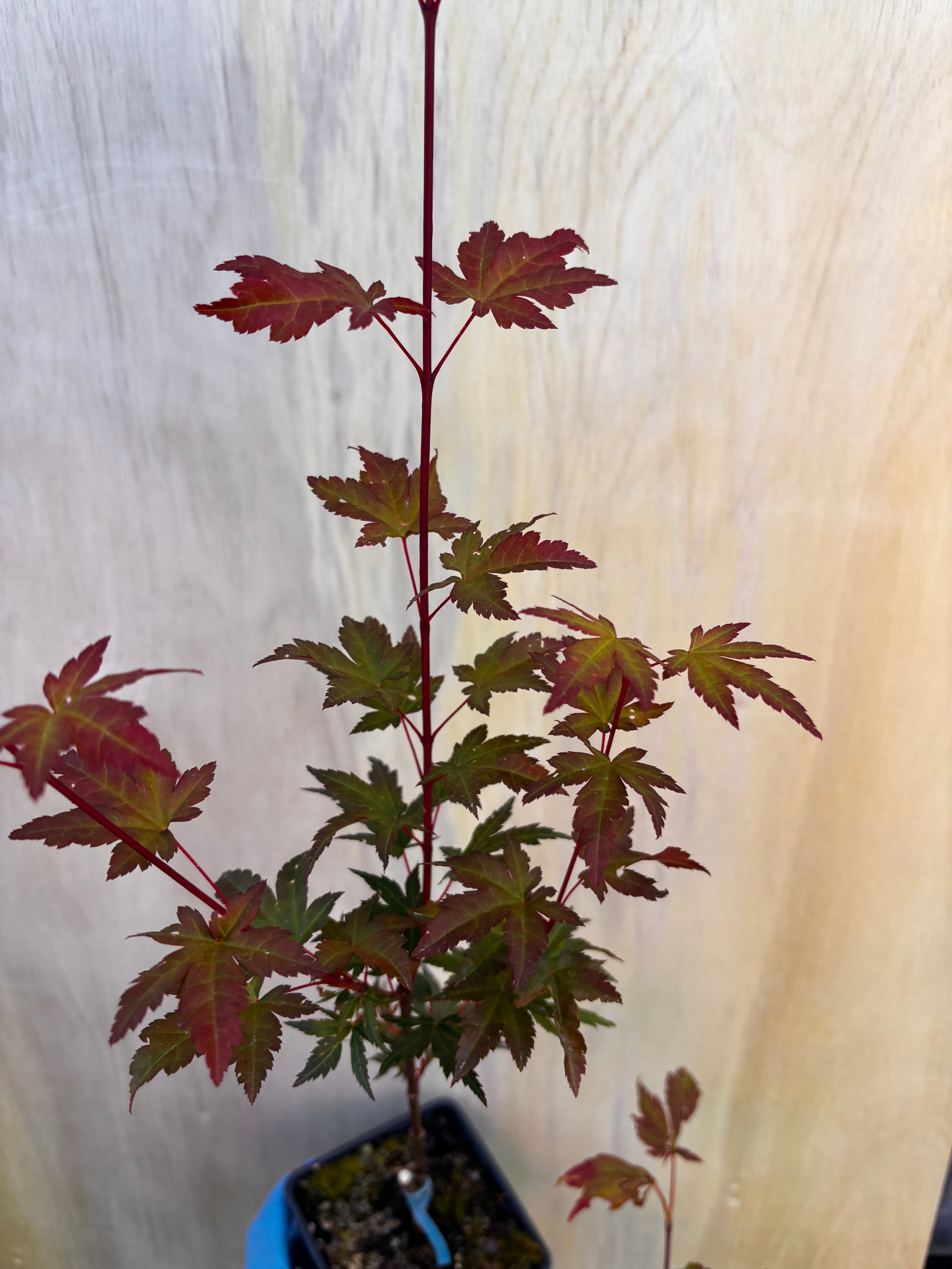 Acer Palmatum ‘Mila’
