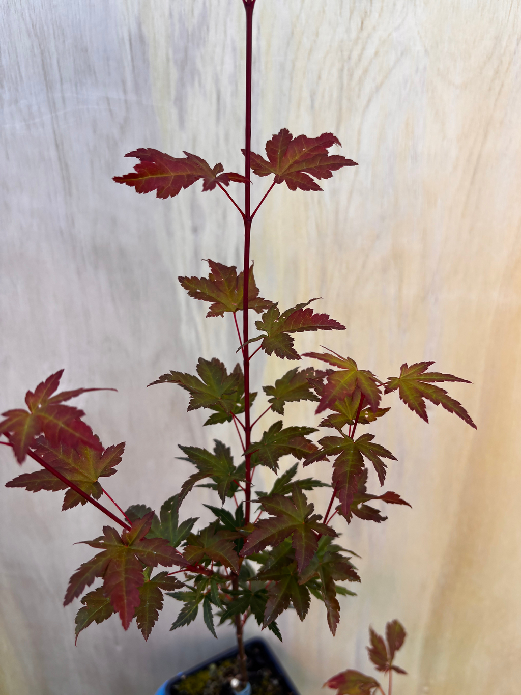 Acer Palmatum ‘Mila’