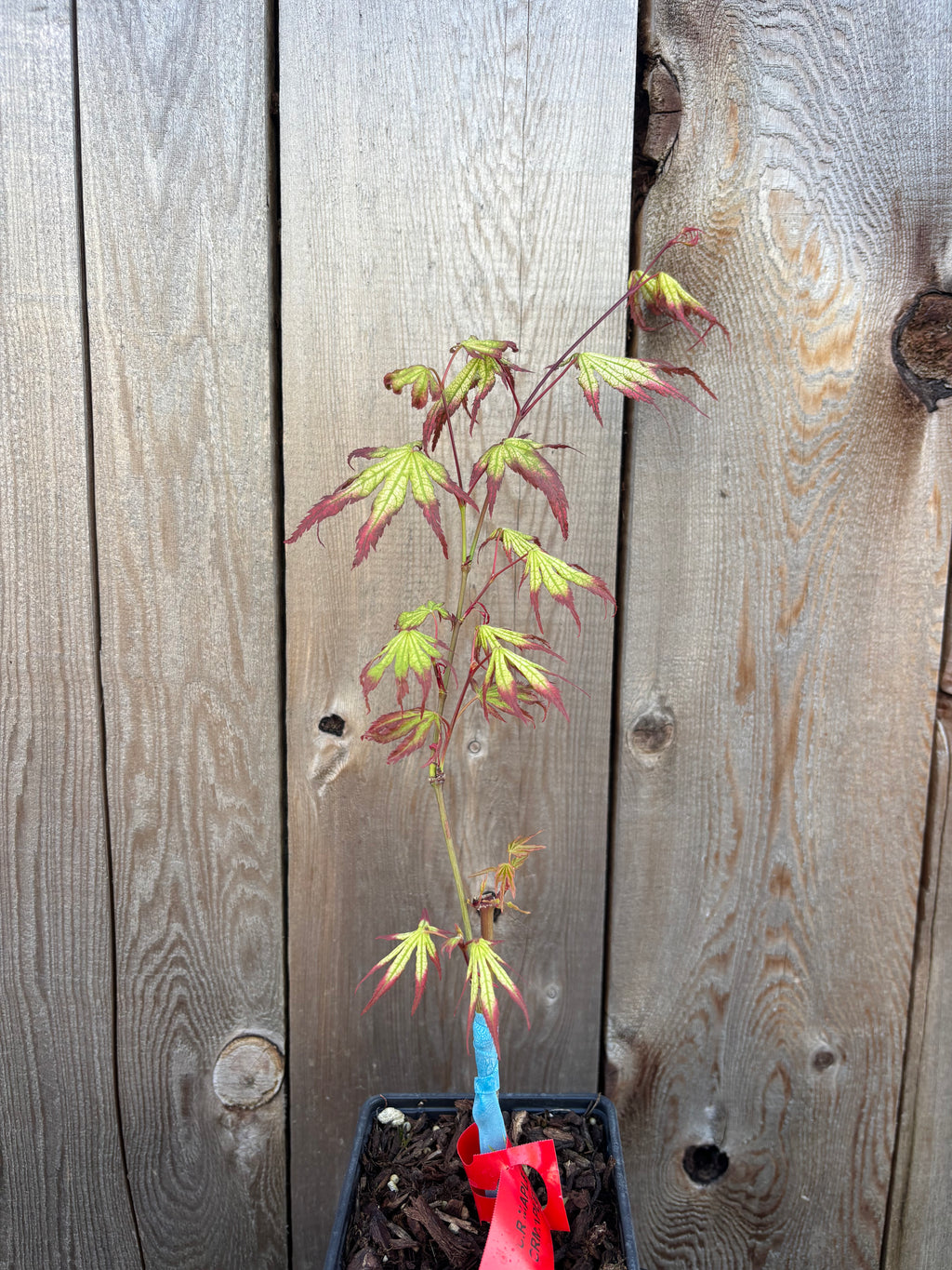 Acer Palmatum ‘Phantom Flame’