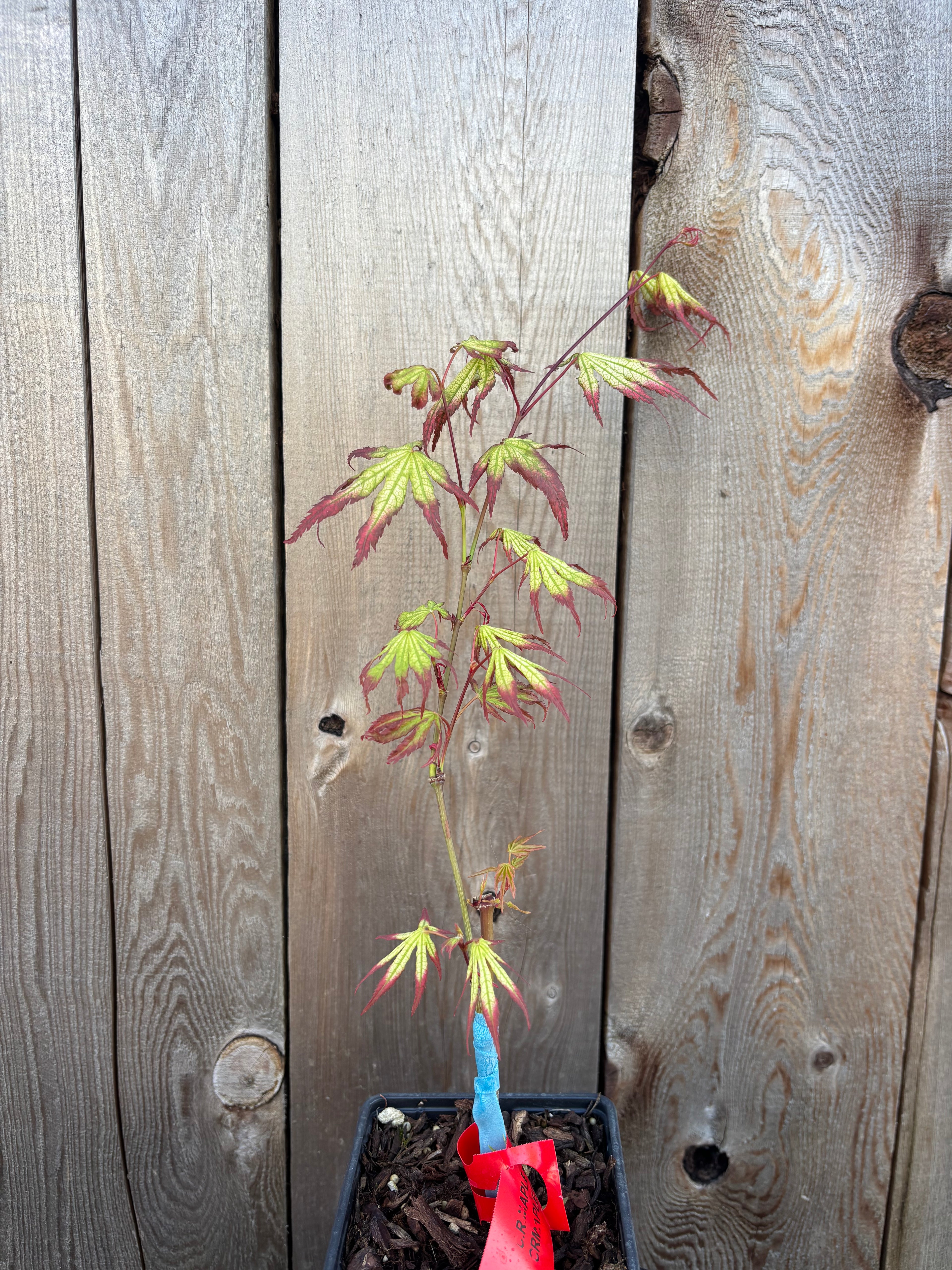 Acer Palmatum ‘Phantom Flame’