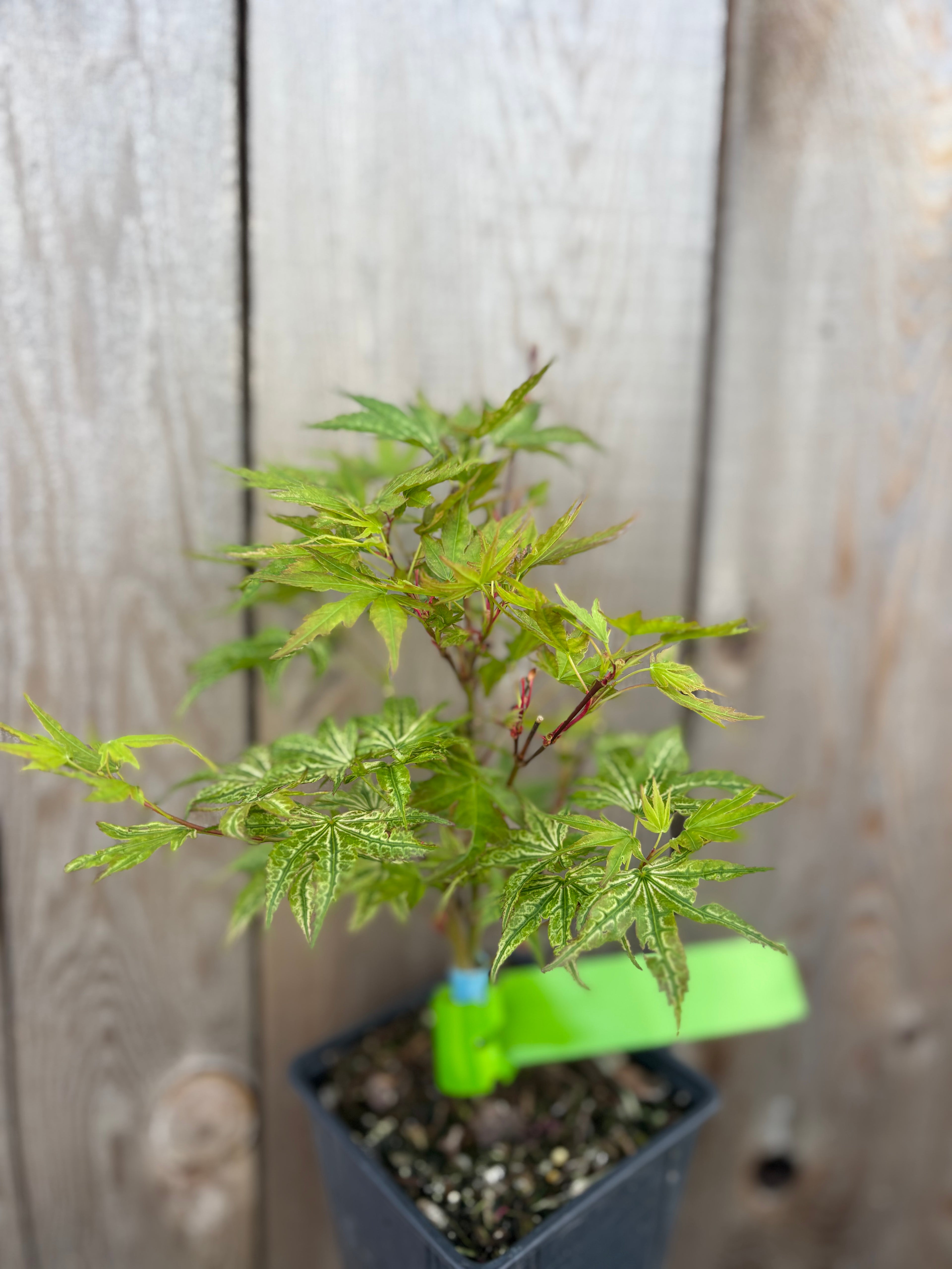 Acer Palmatum ‘Ikandi’