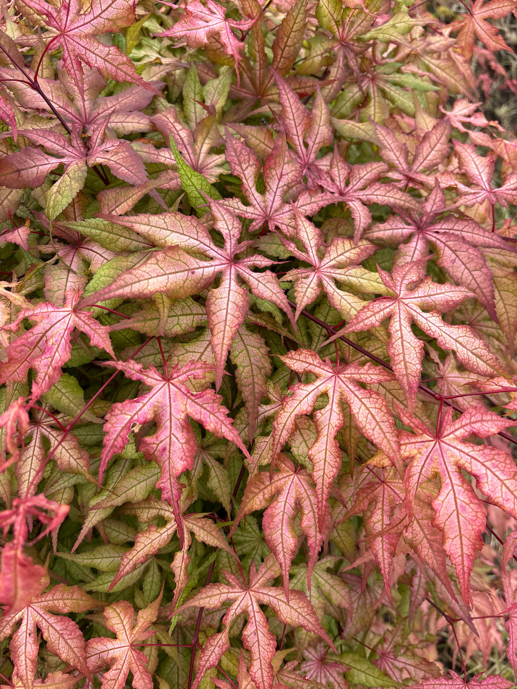 Acer Palmatum 'Pastel’