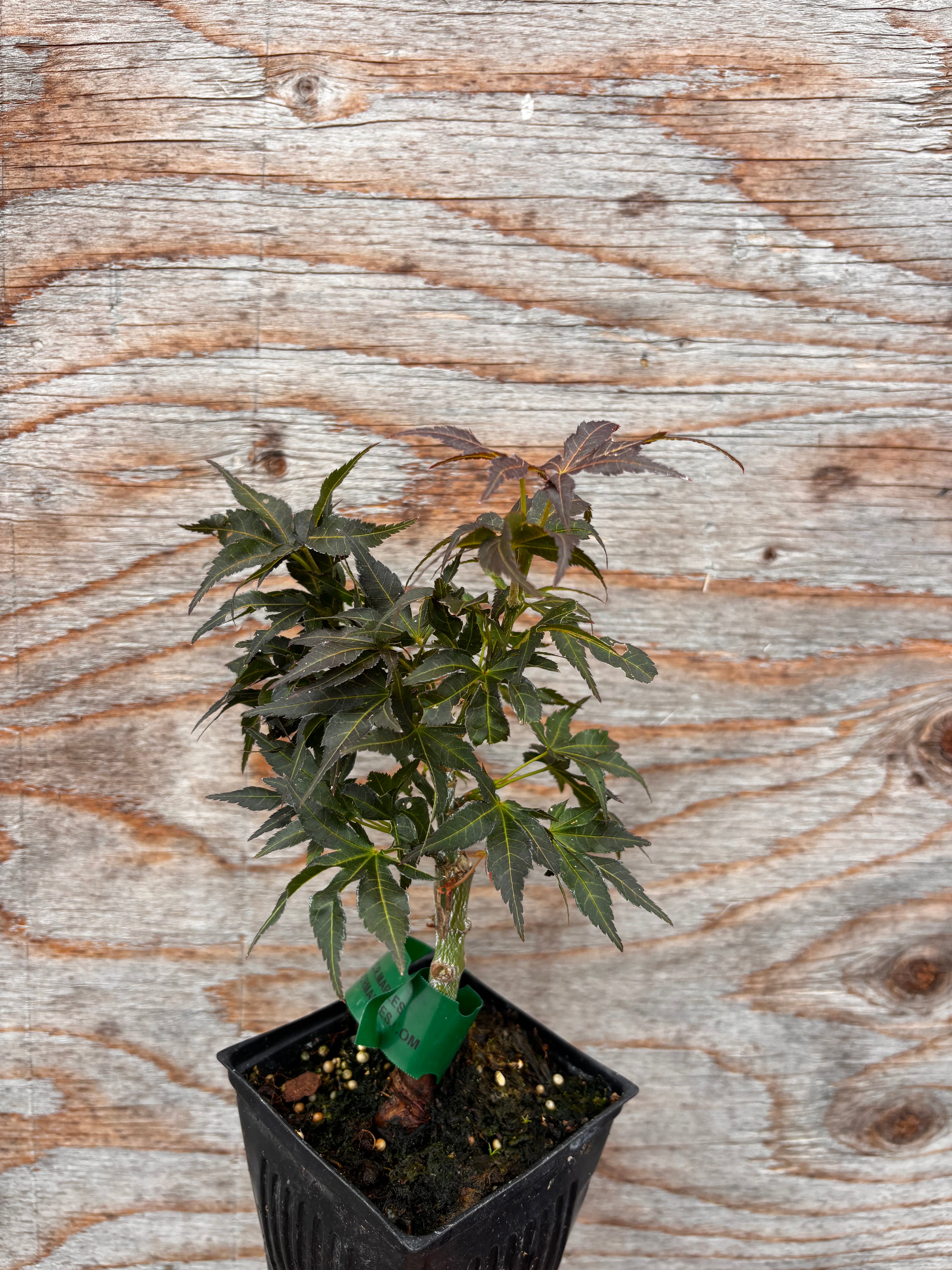 Acer Palmatum ‘Kurenai Jishi’