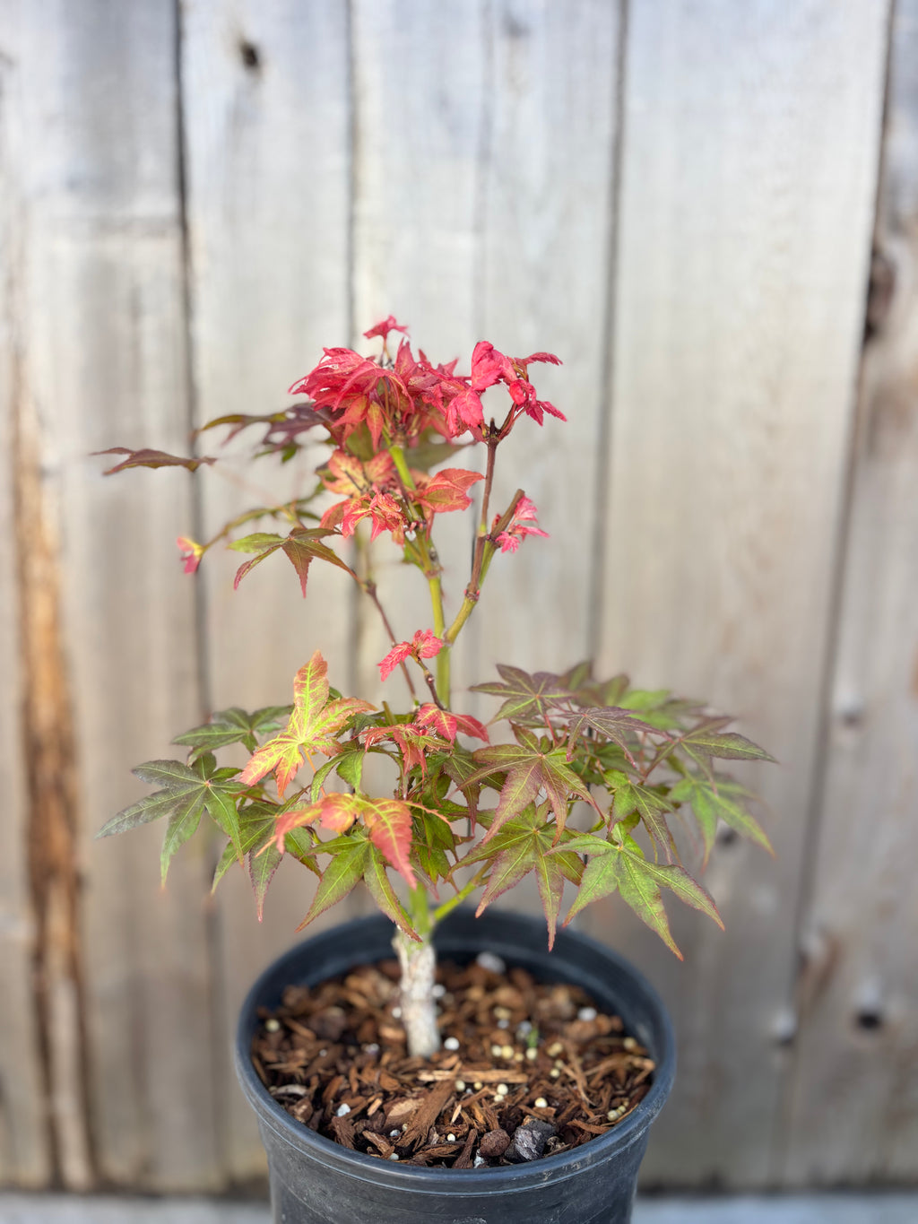 Acer Palmatum ‘Peaches & Cream’