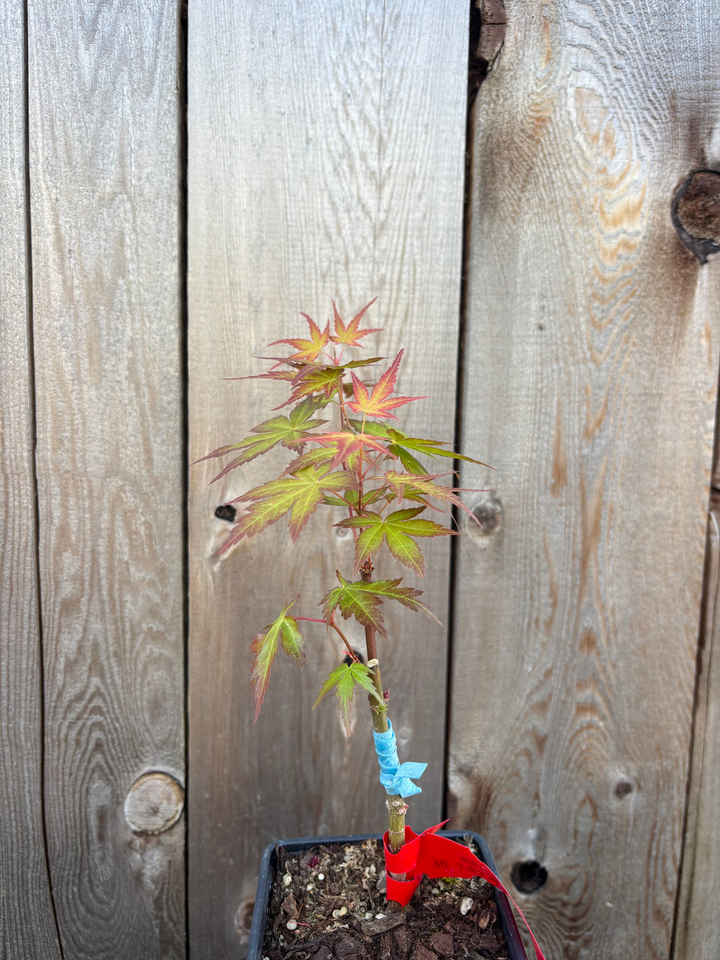 Acer Palmatum ‘Coral Magic’
