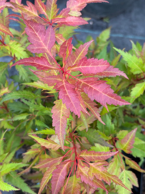 Acer Palmatum ‘Beni Hagoromo’